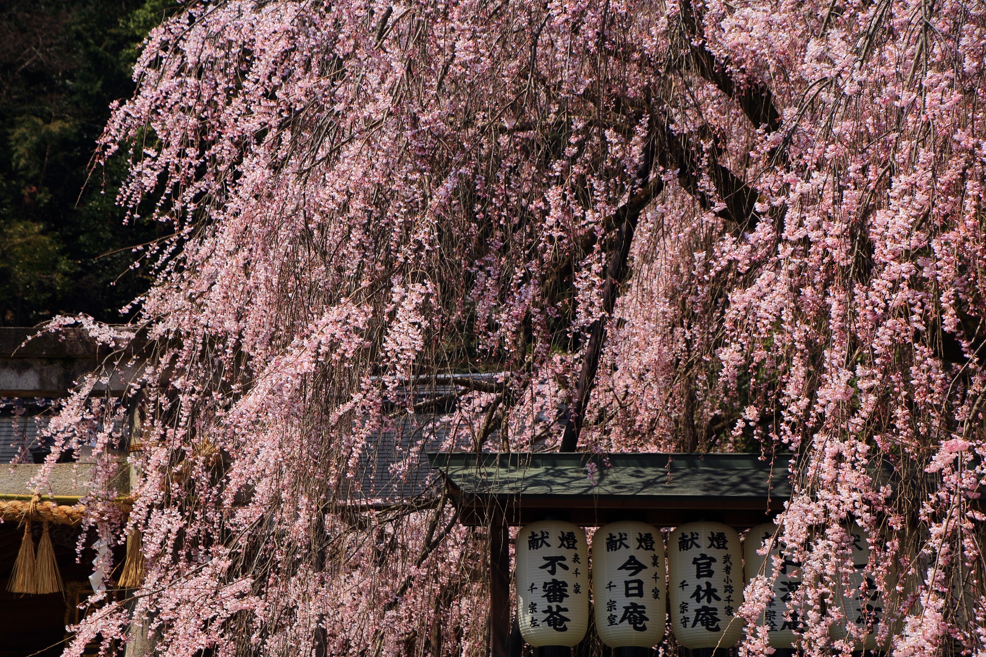 満開の桜で溢れる大石神社