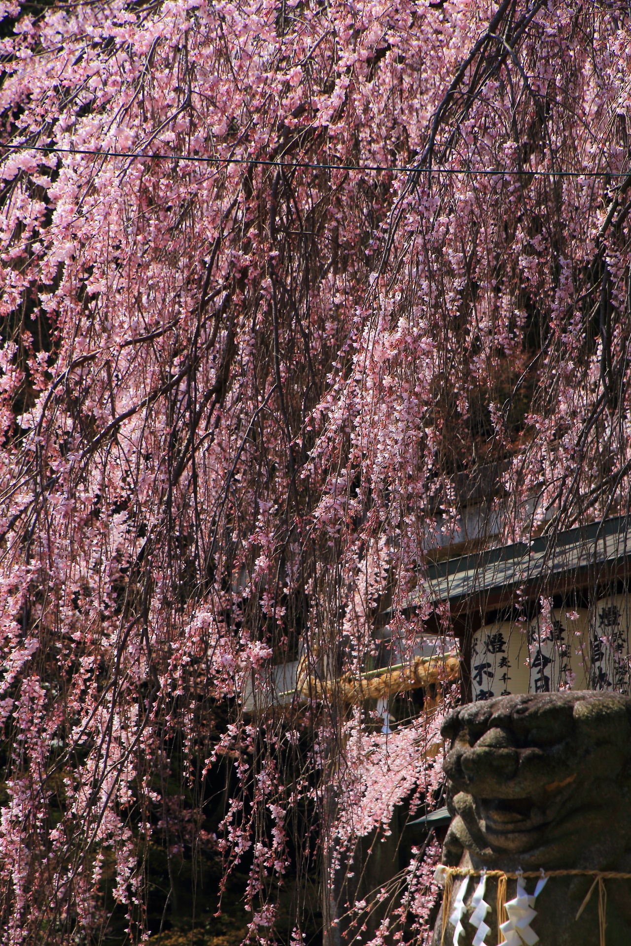 Kyoto Ohishi-jinja shrine cherry blossoms