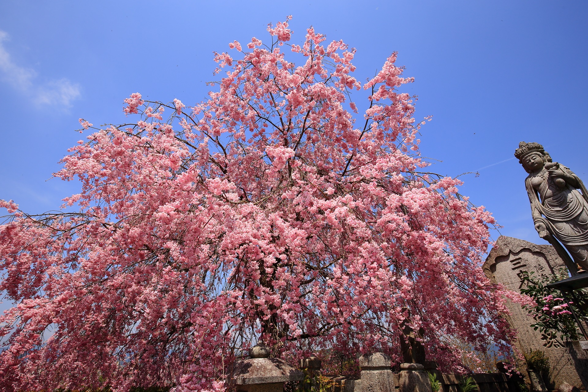青空に映える華やかなピンクのしだれ桜