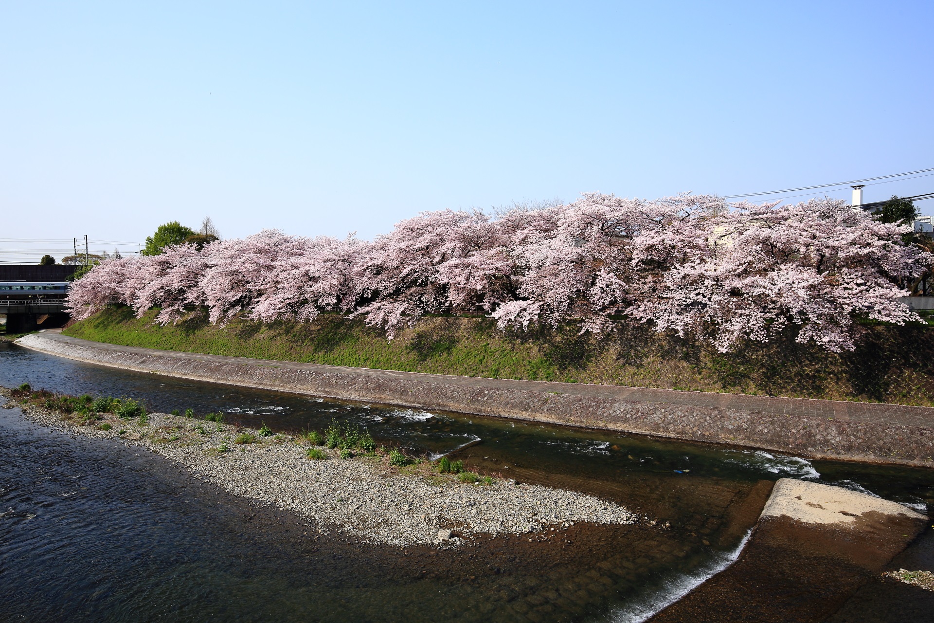 鴨川の圧巻の桜と素晴らしい春の情景
