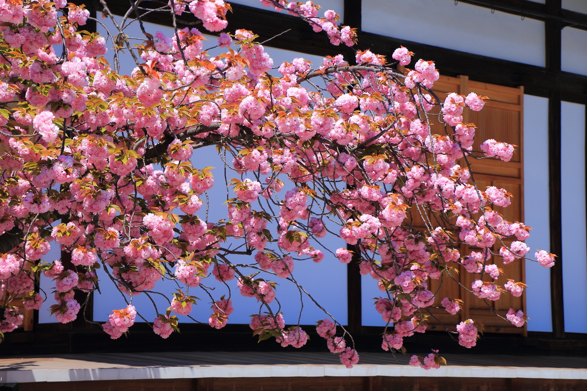 超満開の八重桜