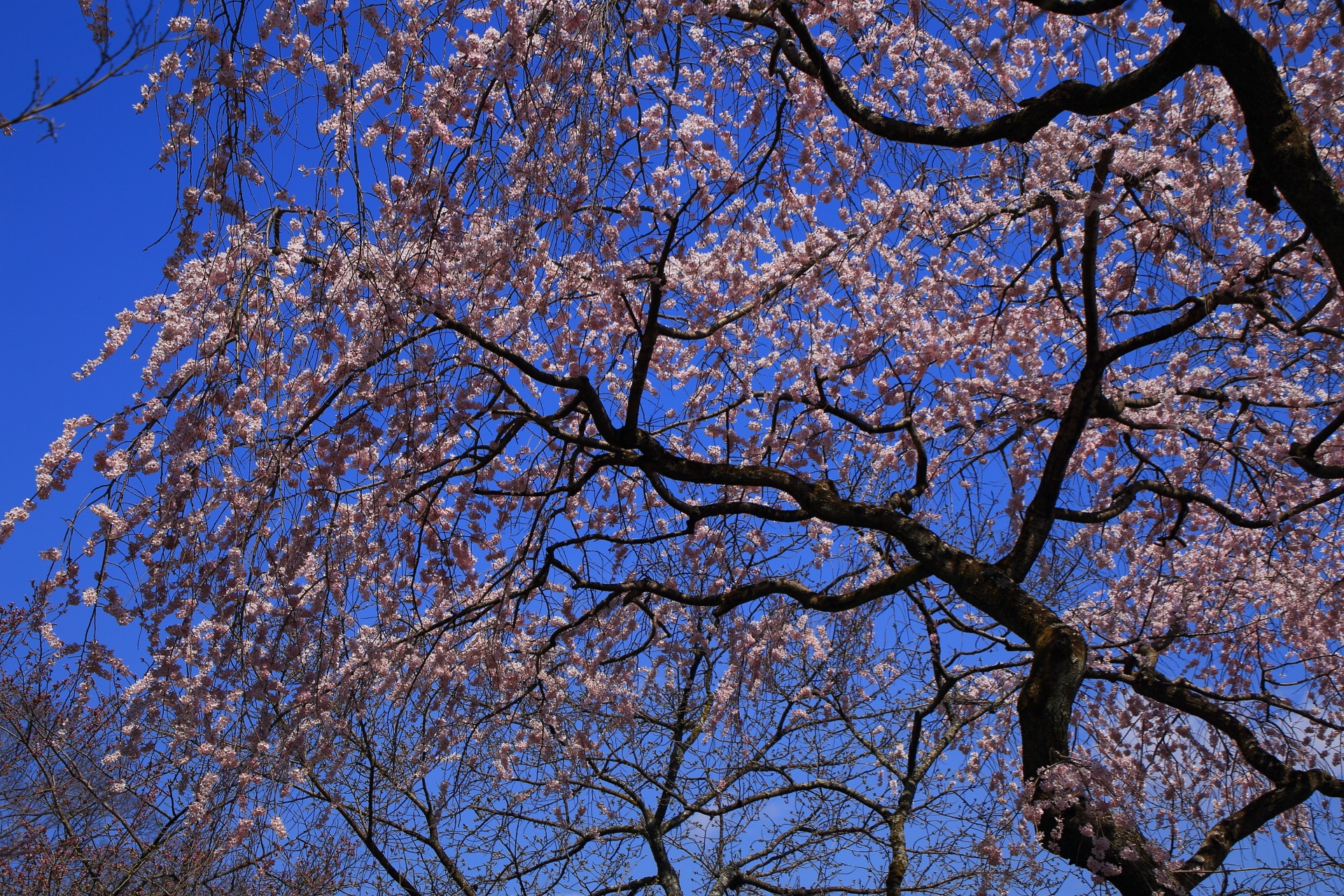 青空を春色に染める煌びやかな桜