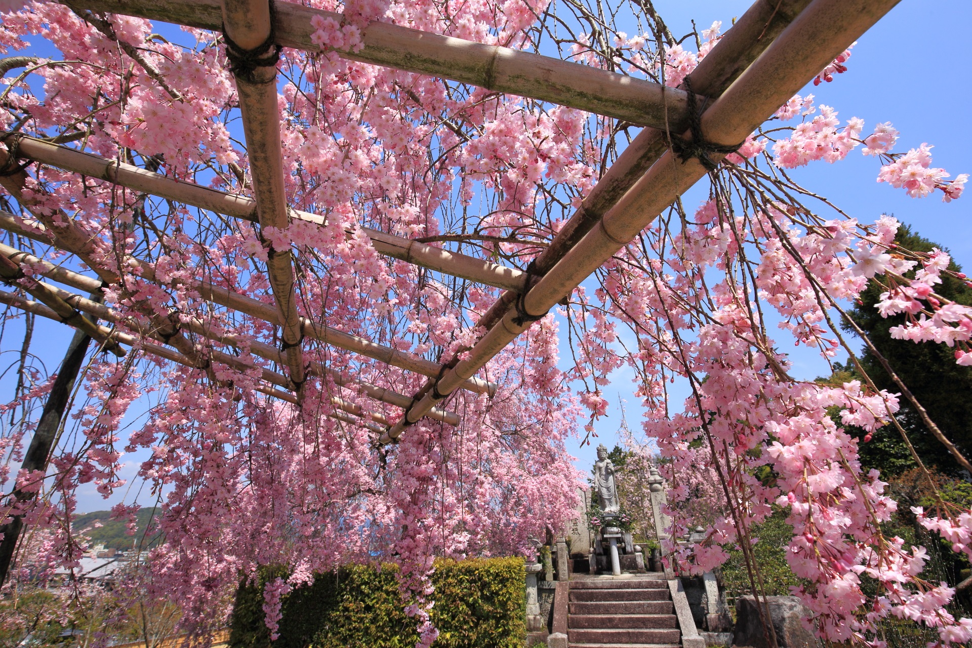 青空がやっぱり合うピンクの桜