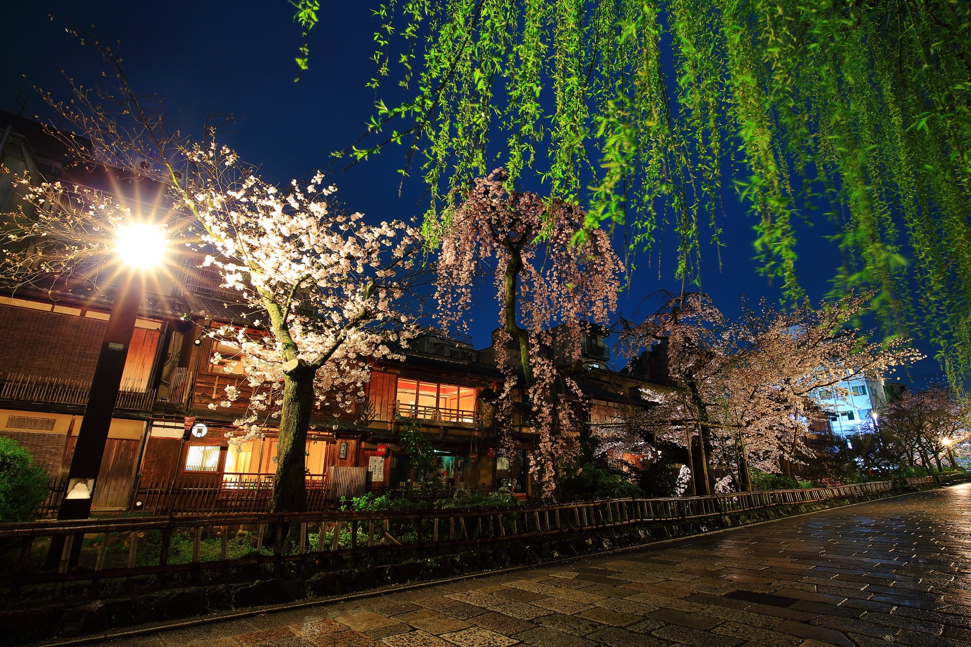 京都の中でも特に京都っぽい祇園白川の夜桜と柳