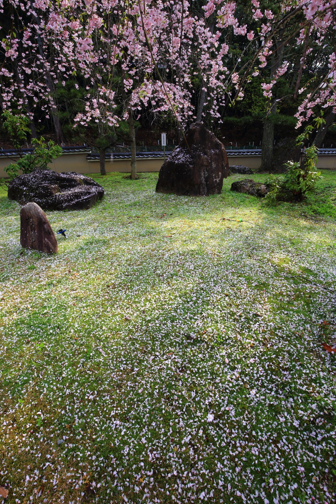 scattered cherry blossoms Myomanji-Temple in Kyoto,Japan