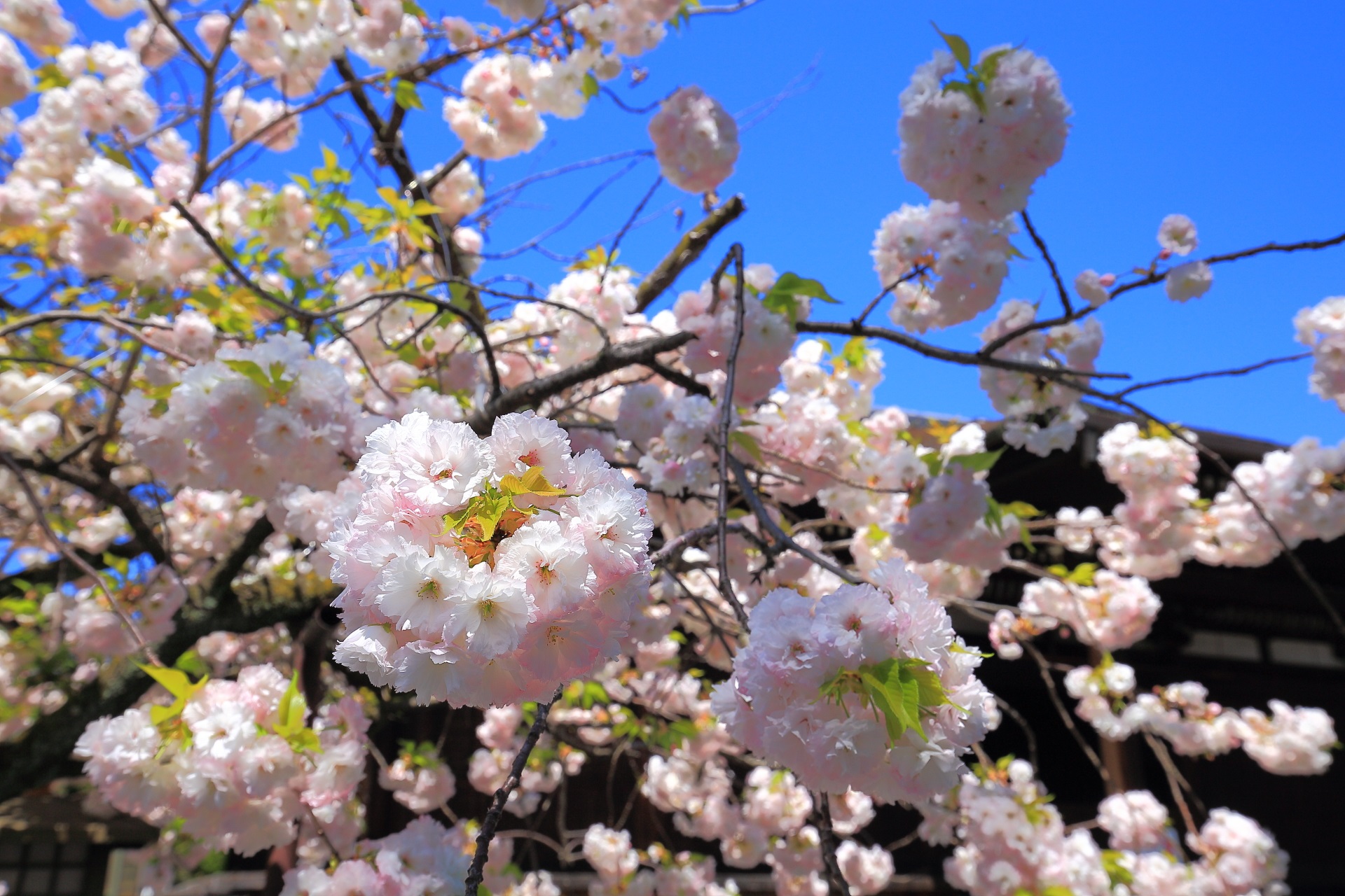 花びら一枚一枚は繊細な豪快に咲く桜