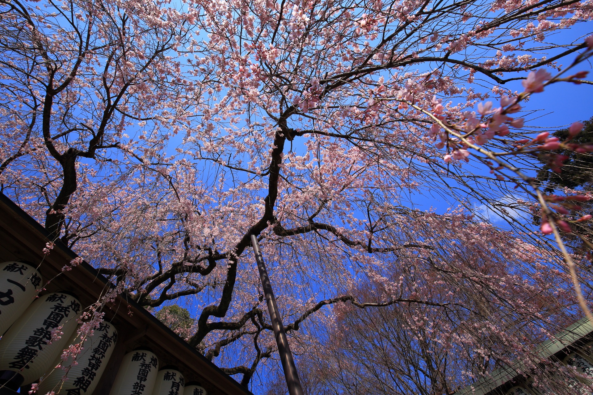 青空の下で見たかった大石神社の桜