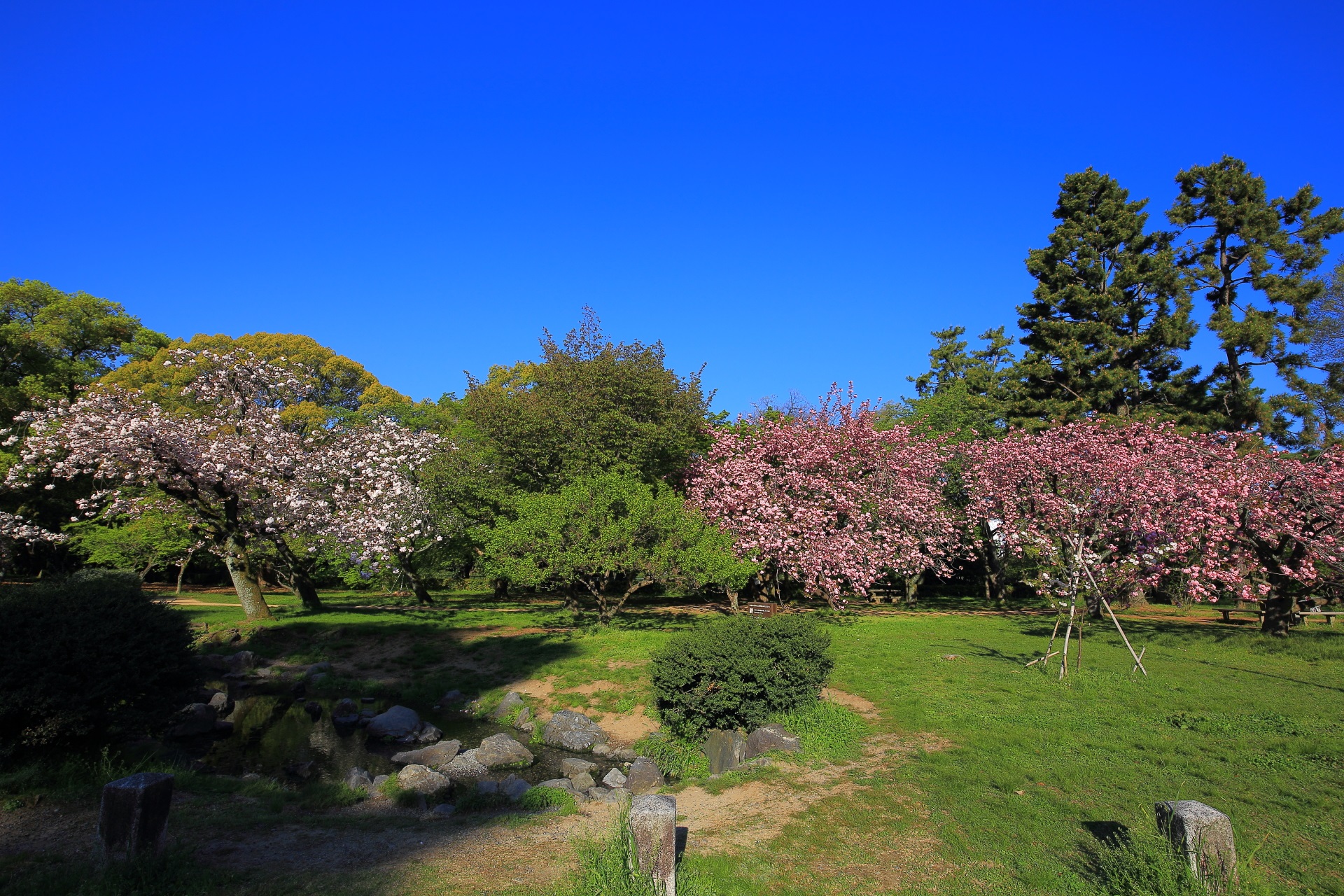 出水の小川付近のピンクと白の八重桜