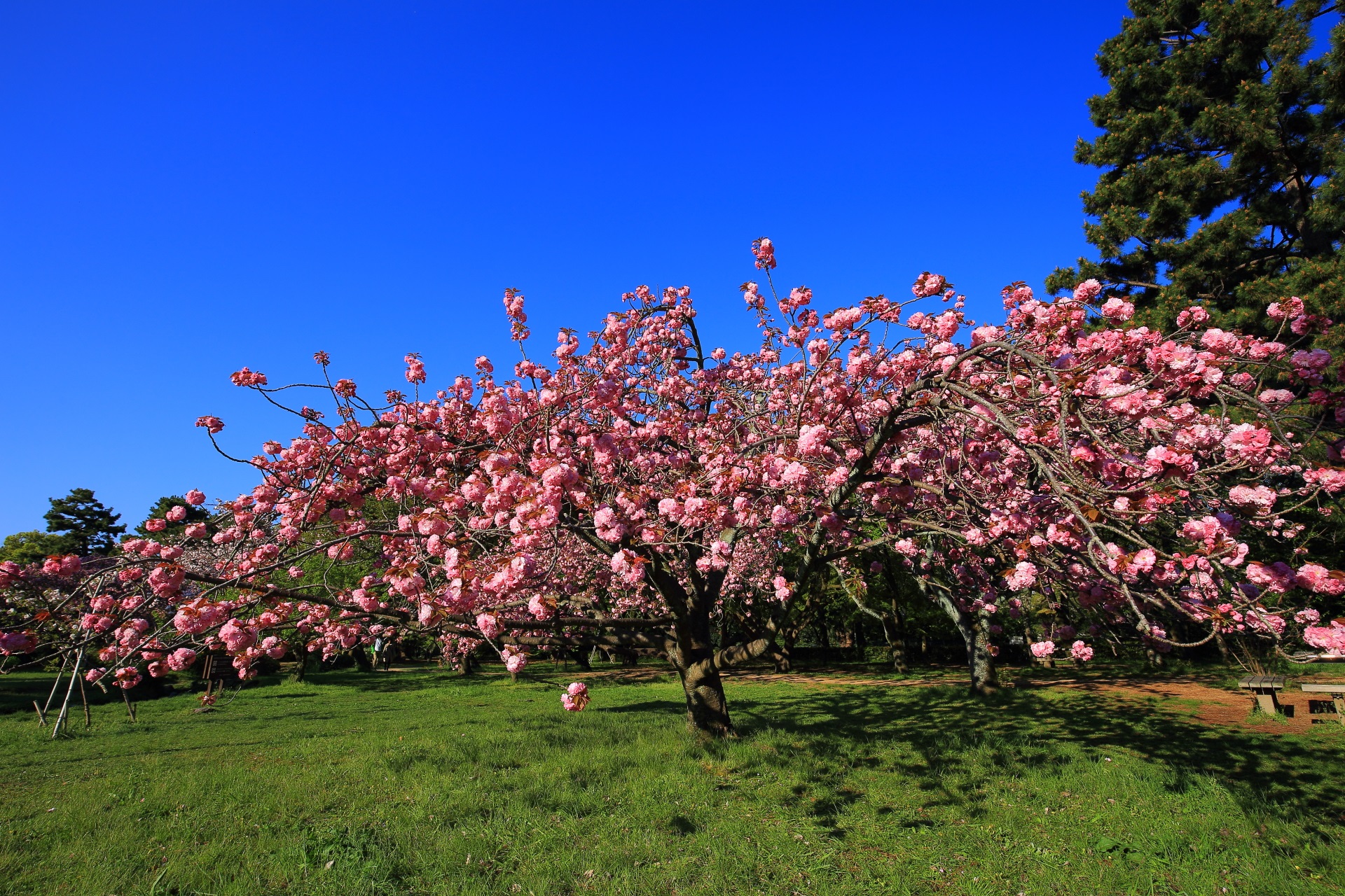 華やかとも鮮やかとも言えそうな色合いのピンクの八重桜