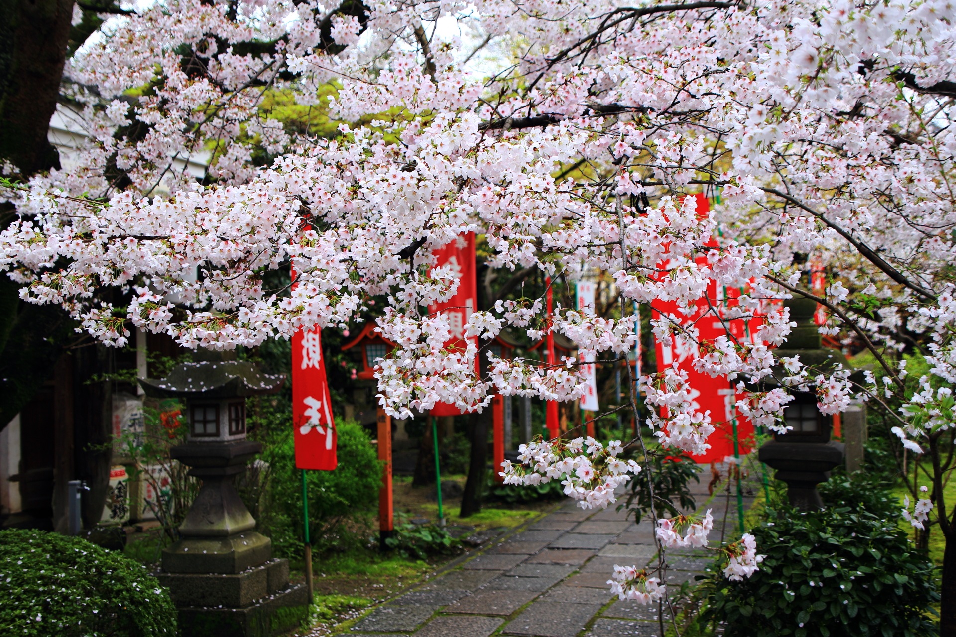 Kyoto Chokenji-Temple cherryblossoms