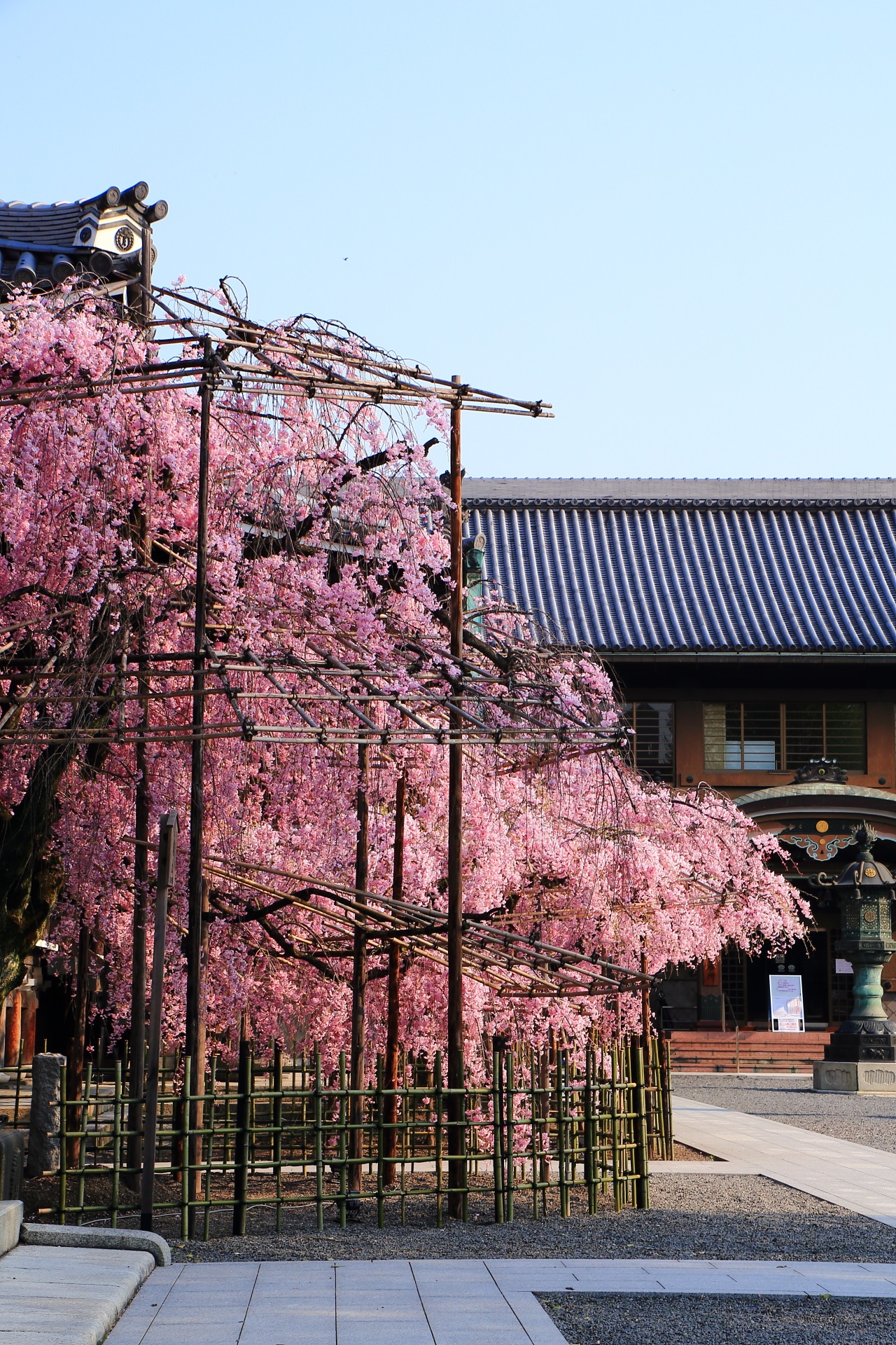 街中にある隠れた桜の名所の仏光寺