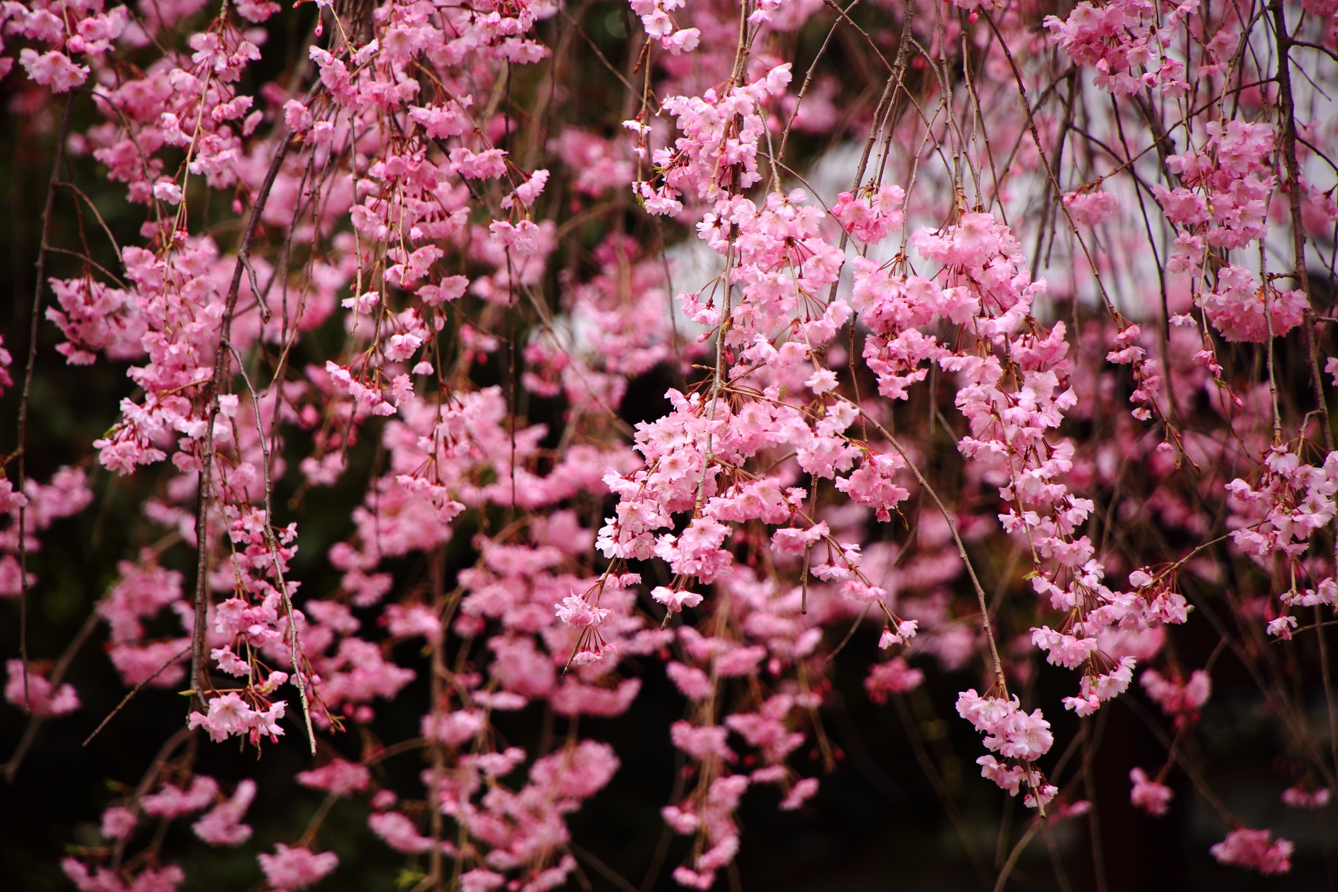 繊細なピンクの花