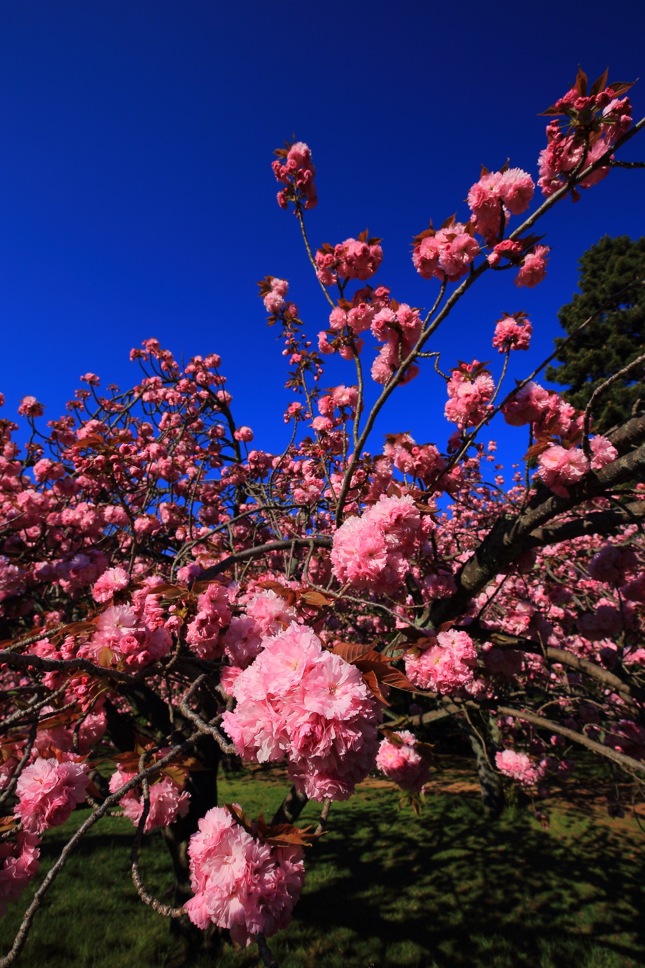 豪快だが花びら一つ一つは可愛く繊細な桜