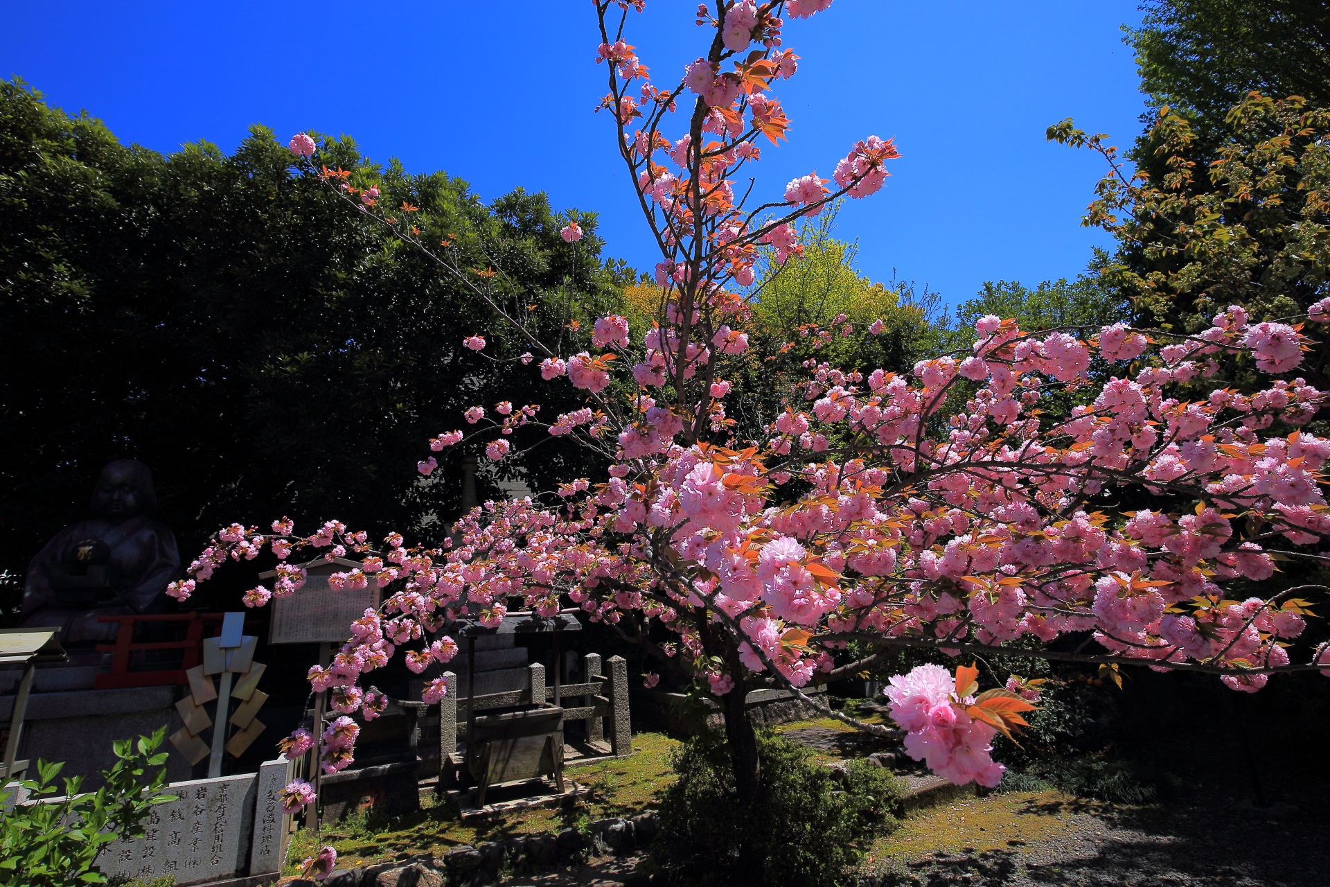 おかめ塚前の満開の八重桜
