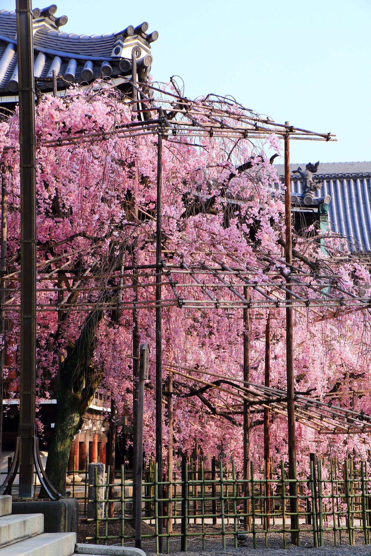 Kyoto Bukko-ji Temple weeping cherry tree