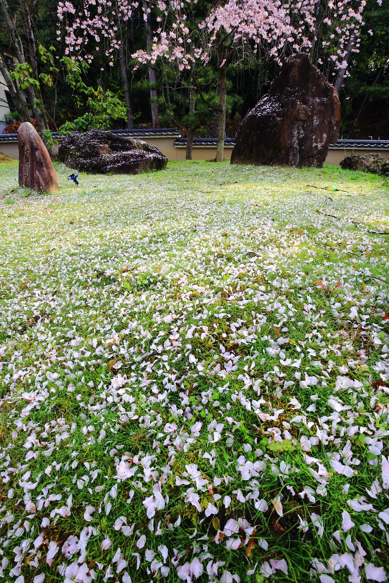 Kyoto Myoman-ji Temple scattered cherry blossoms