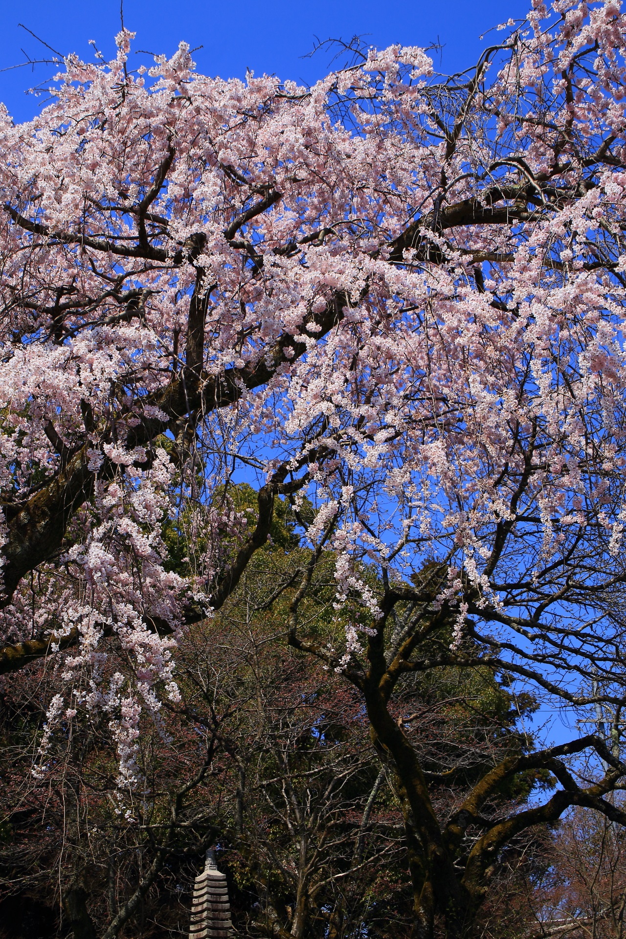花が弾け飛びそうなくらい豪快に咲く岩屋寺の桜