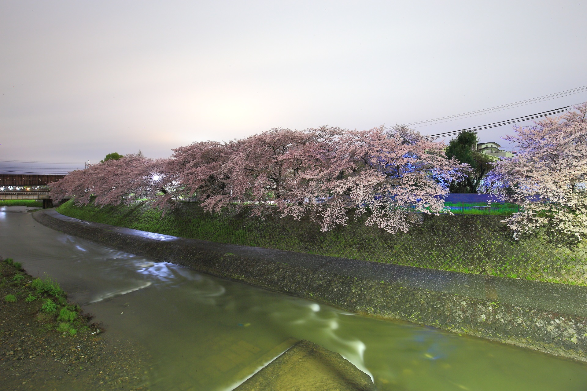 鴨川塩小路の迫力の夜桜