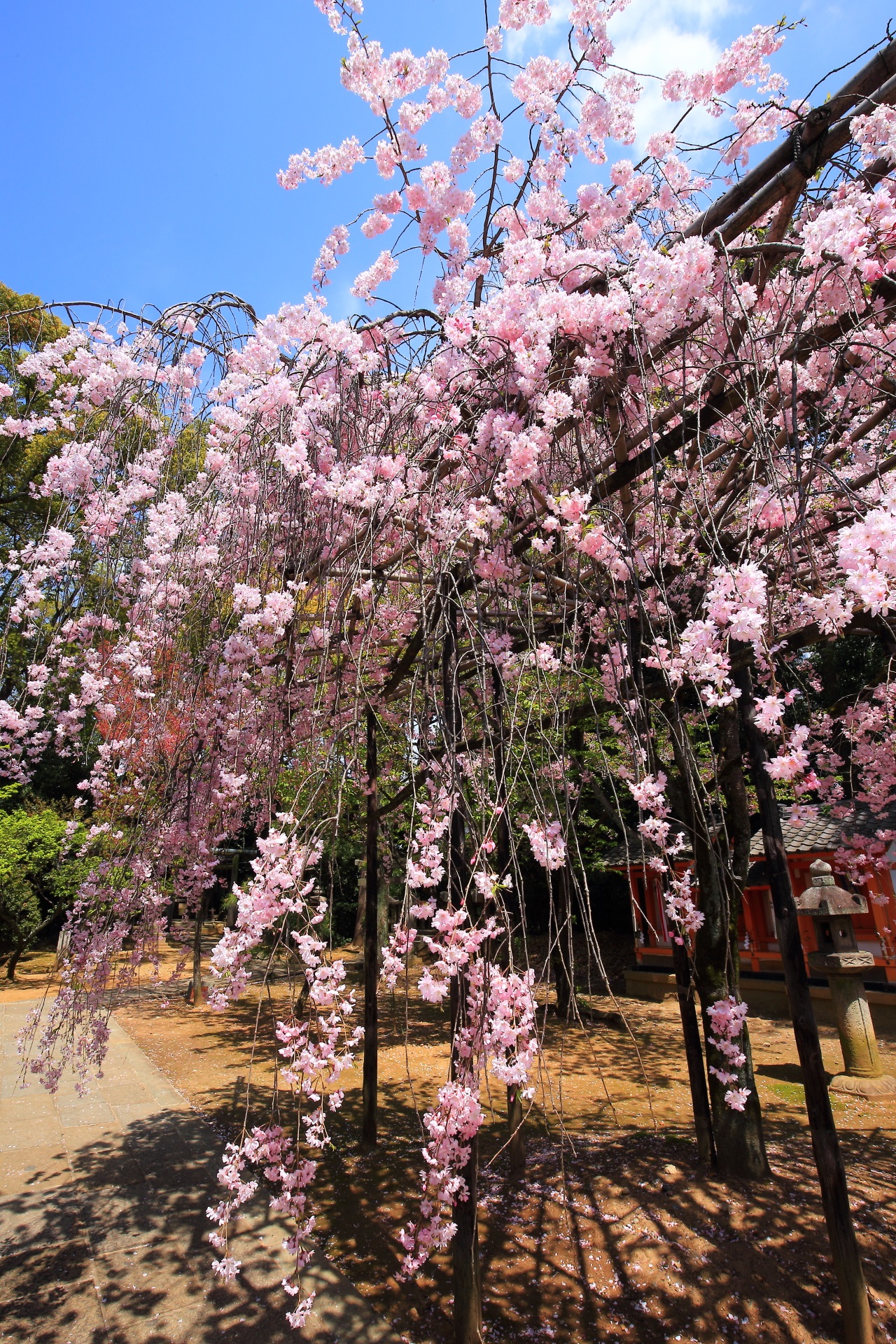 Kyoto Gokonomiya-jinja shrine weeping cherry tree
