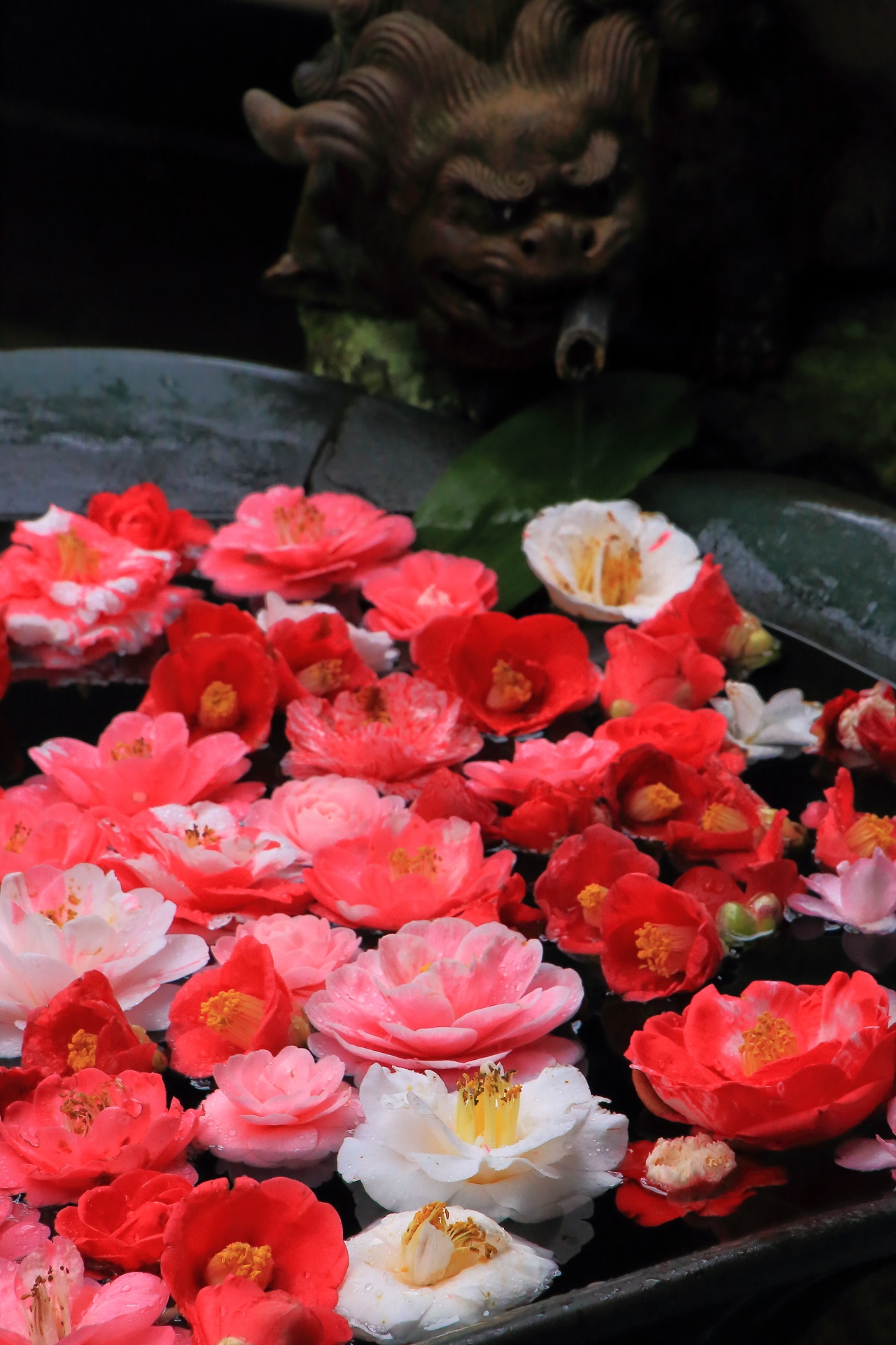 Kyoto Honen-in Temple camellia