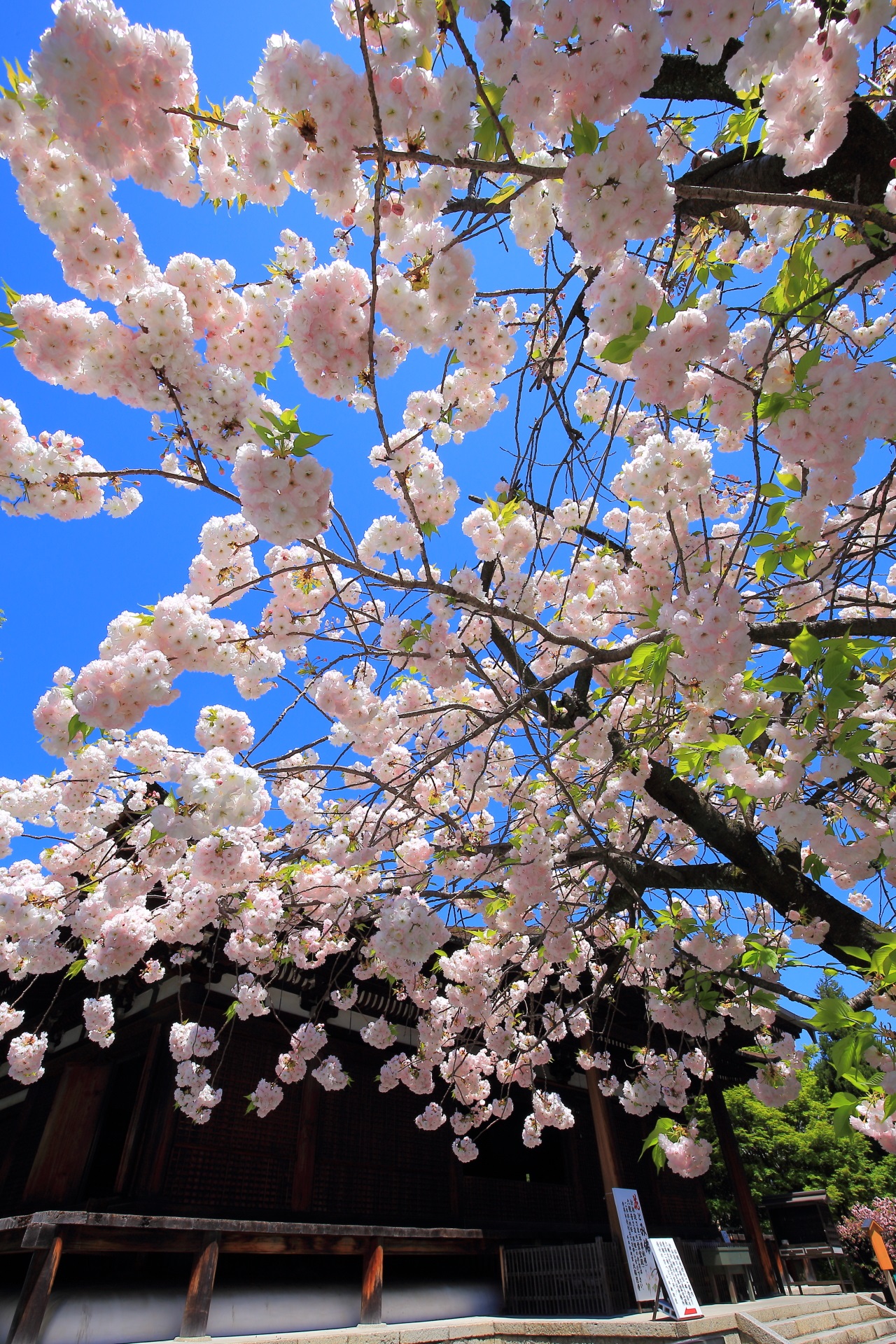 千本釈迦堂の最高の青空と素晴らしい桜