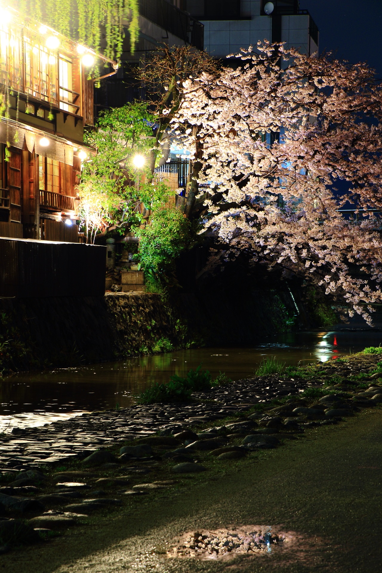 雨上がりに出来た水溜りとみそそぎ川の夜桜と柳