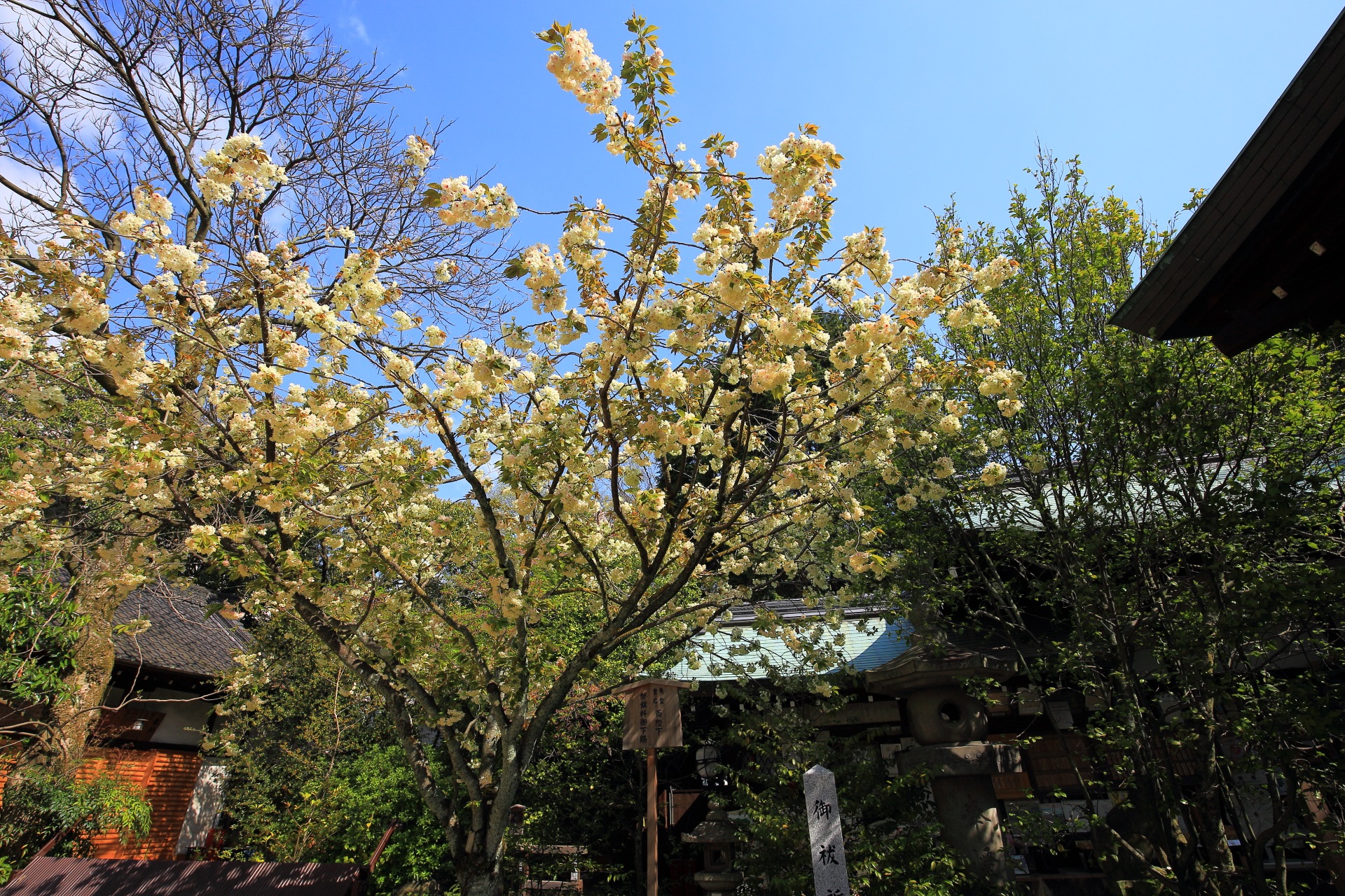 青空にも映える黄色い桜