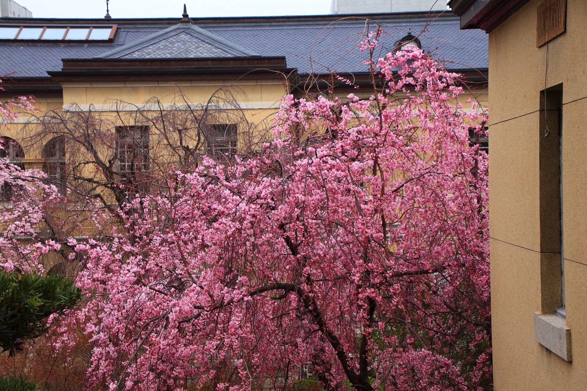 ２階から眺めた鮮やかな桜