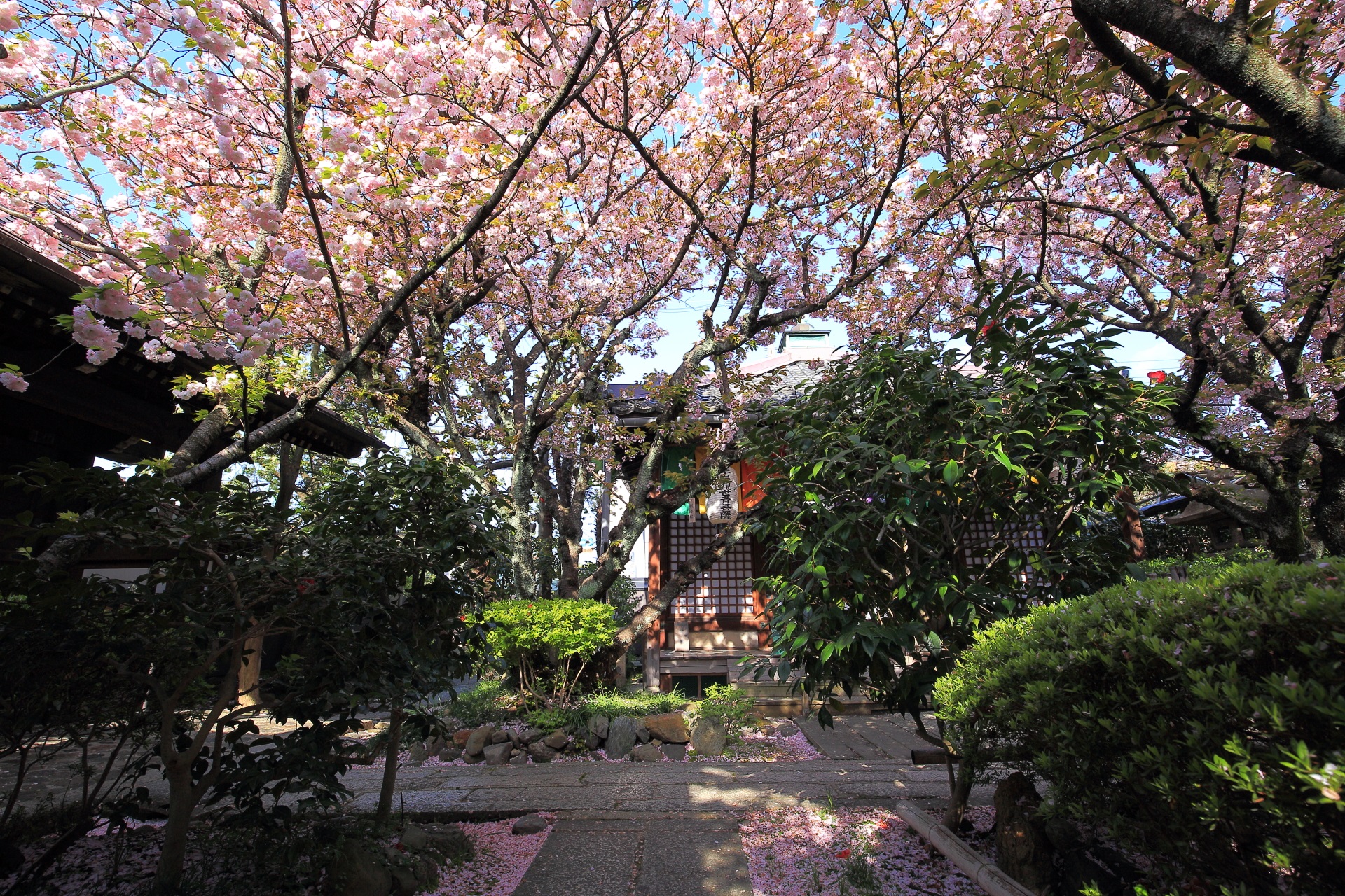 雨宝院 緑の桜と八重桜 遅咲きの桜にそまる名所 | 京都もよう KYOTO MOYOU