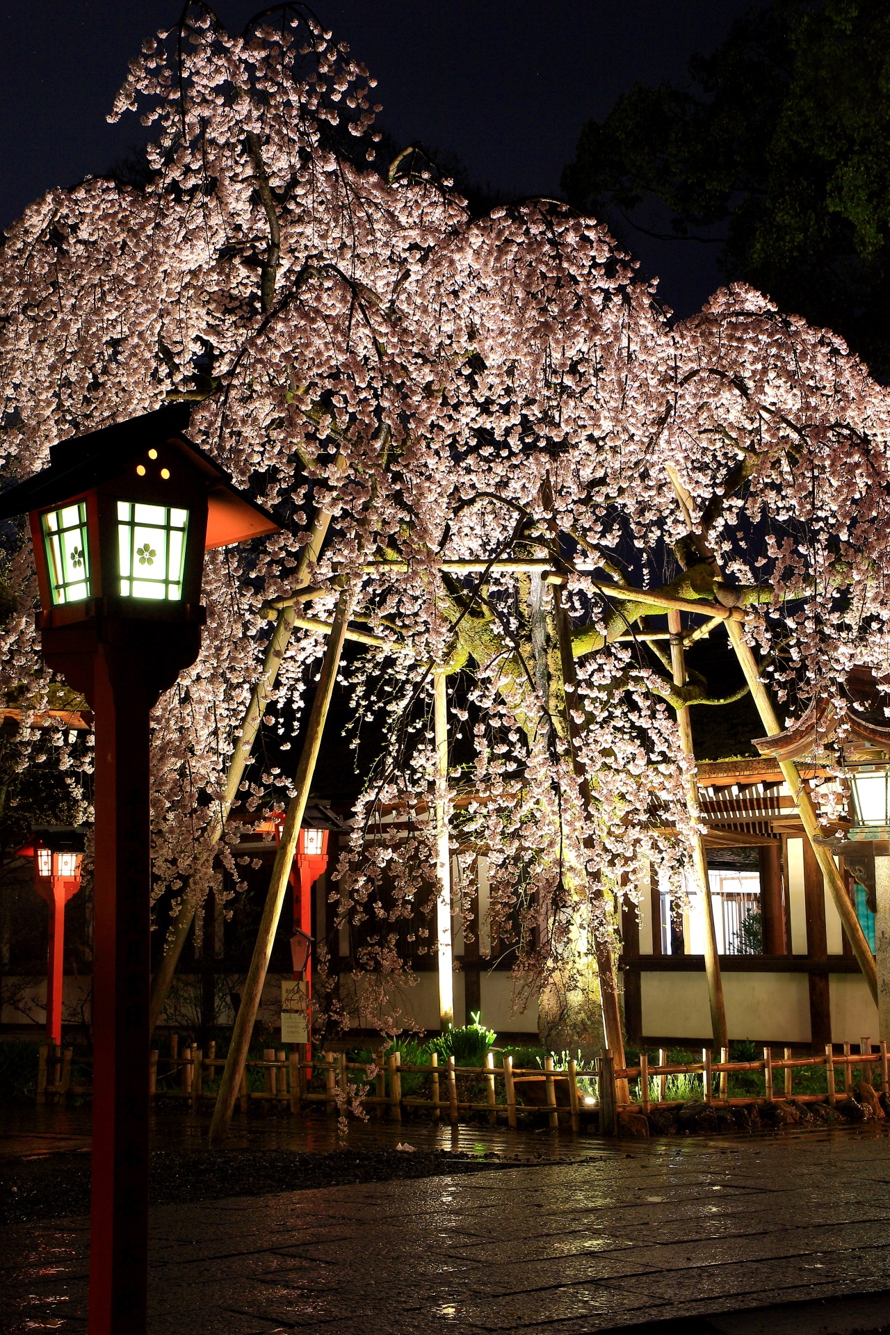 Kyoto Hirano-jinja shrine cherry blossoms lightup
