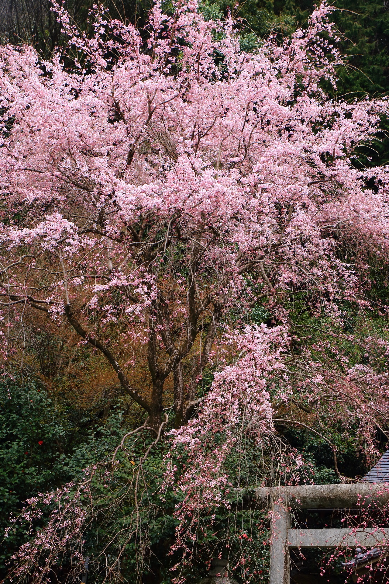 大豊神社の華やかな見事なしだれ桜