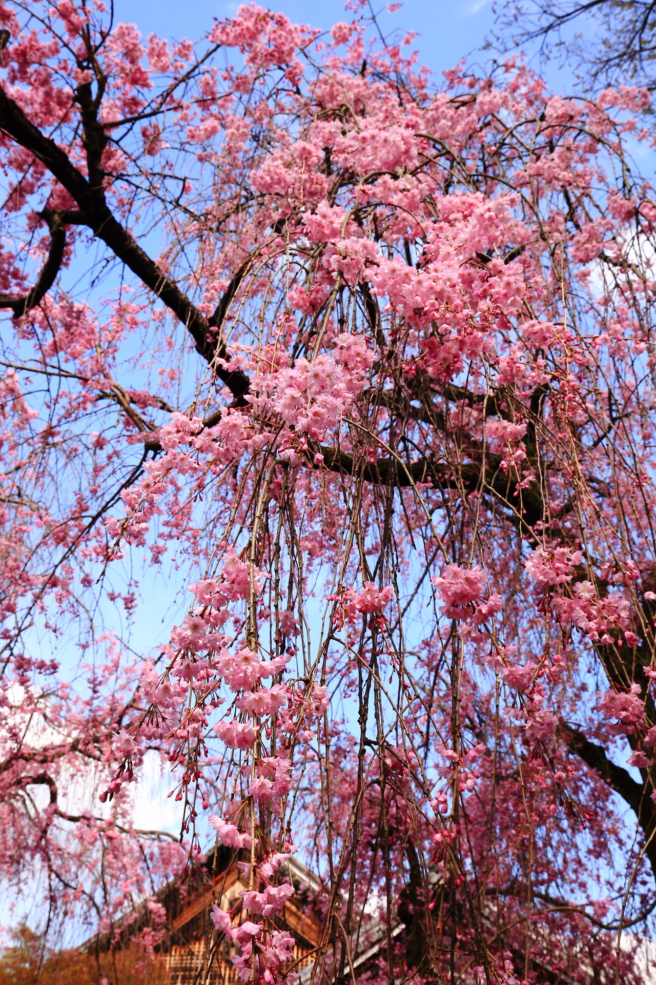 青空から降り注ぐ鮮やかなしだれ桜