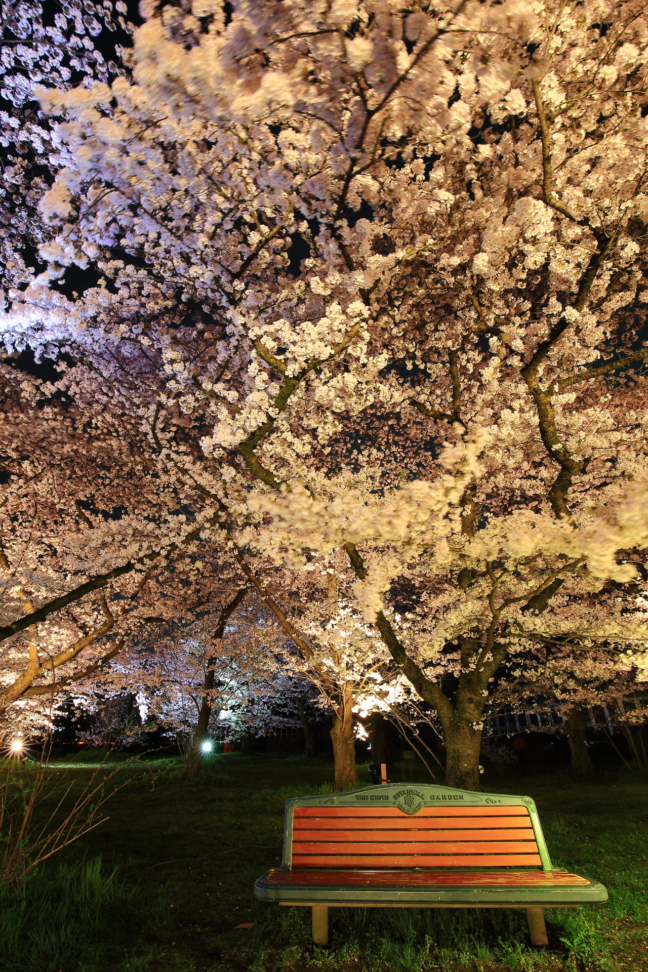 京都府立植物園のベンチが良い感じの夜桜