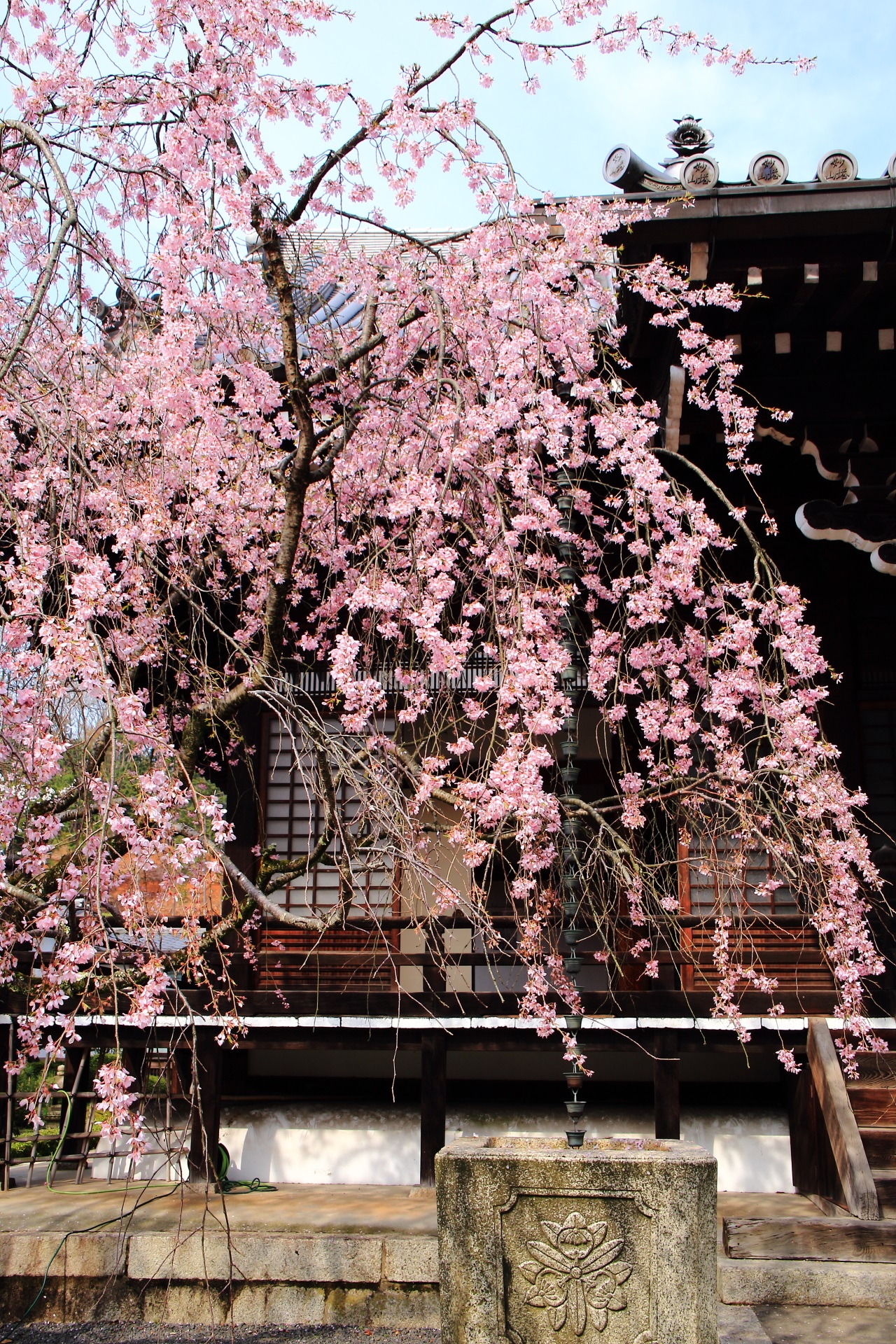 cherry trees at evening Myoman-ji Temple in Kyoto,Japan