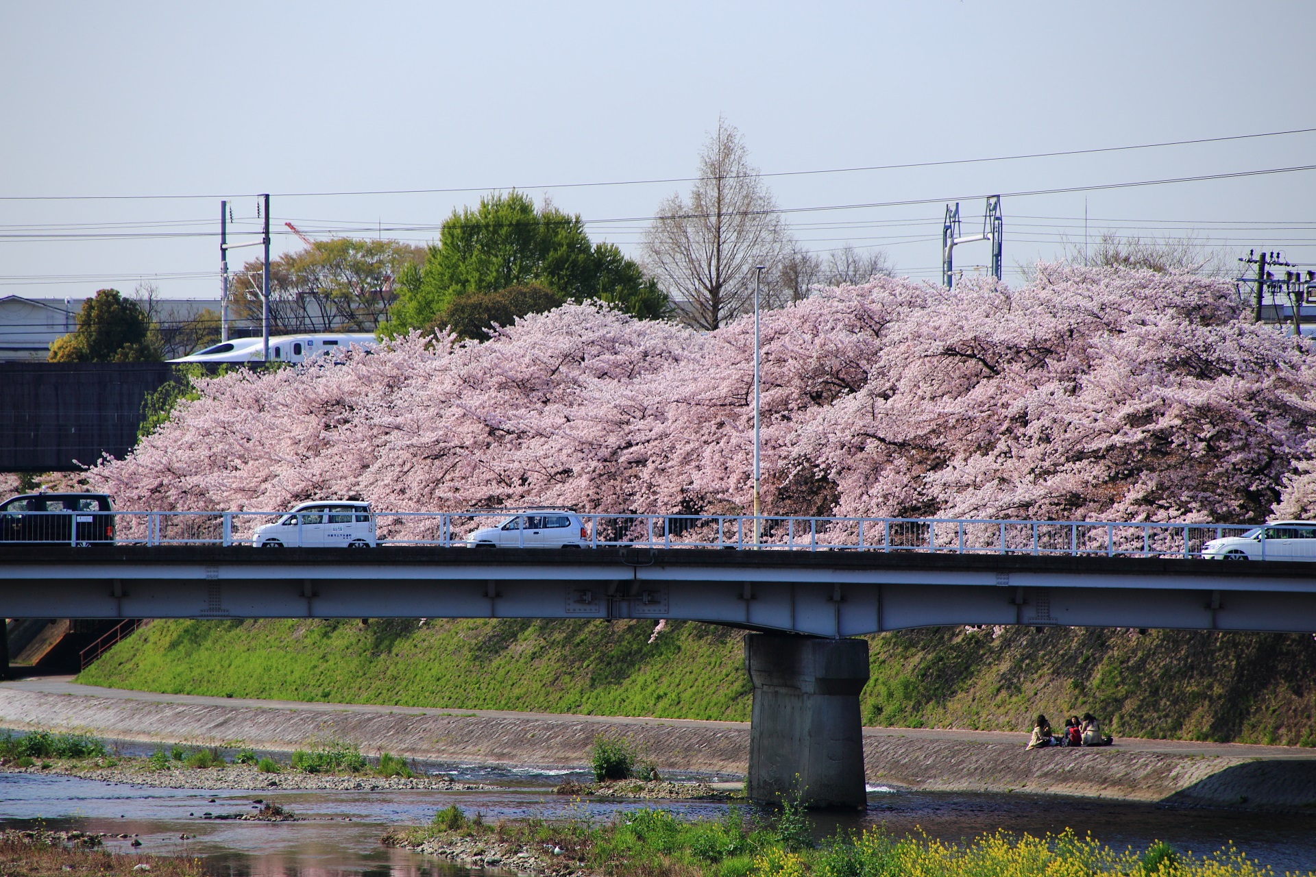 塩小路橋と桜と新幹線
