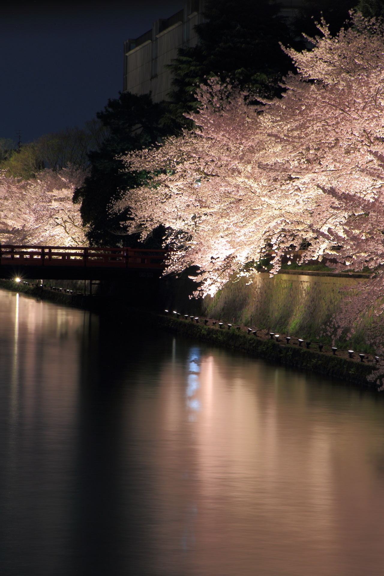 岡崎疏水の素晴らしい夜桜ライトアップ