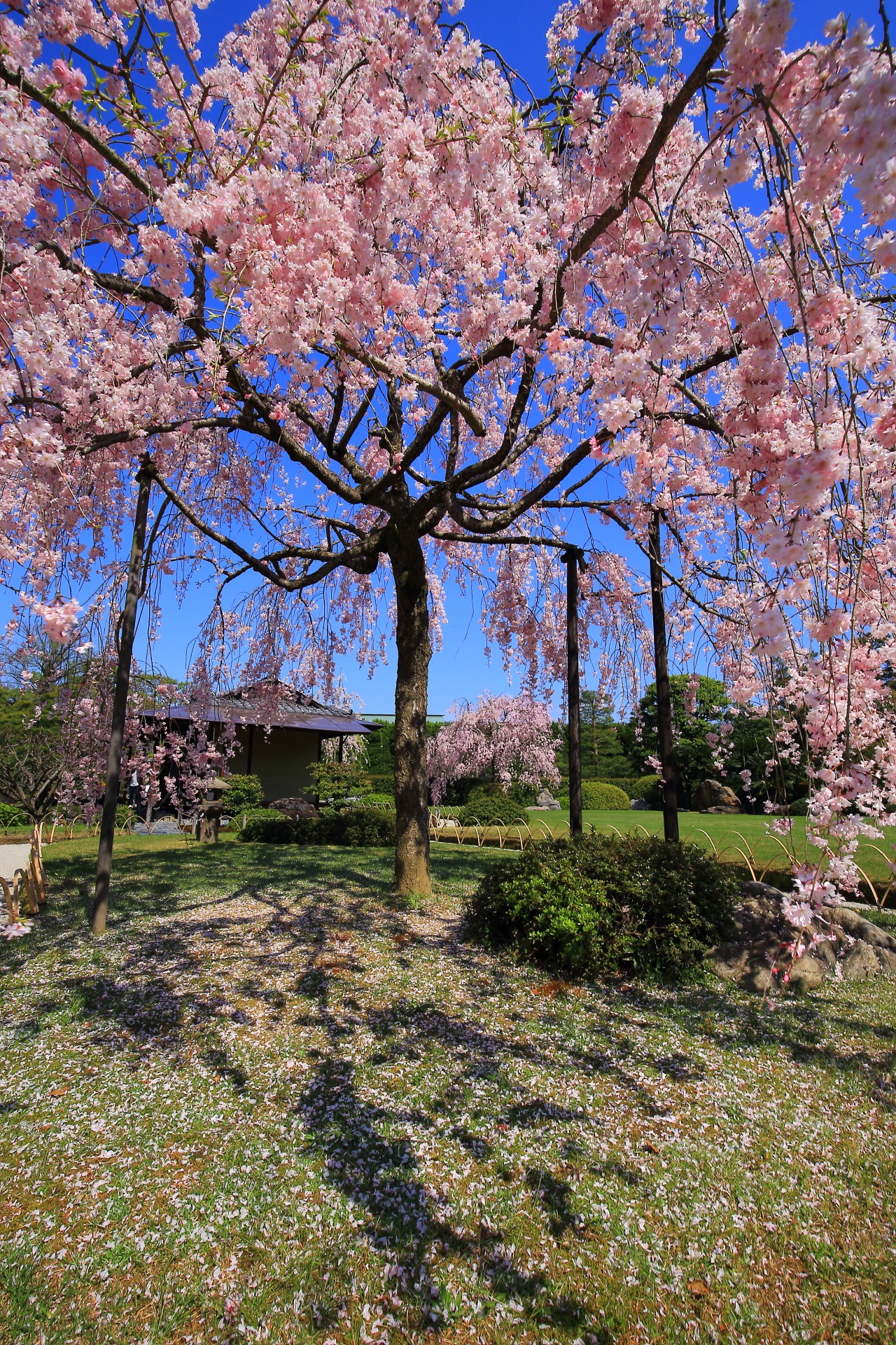 Kyoto Jyonangu-shrine cherryblossoms
