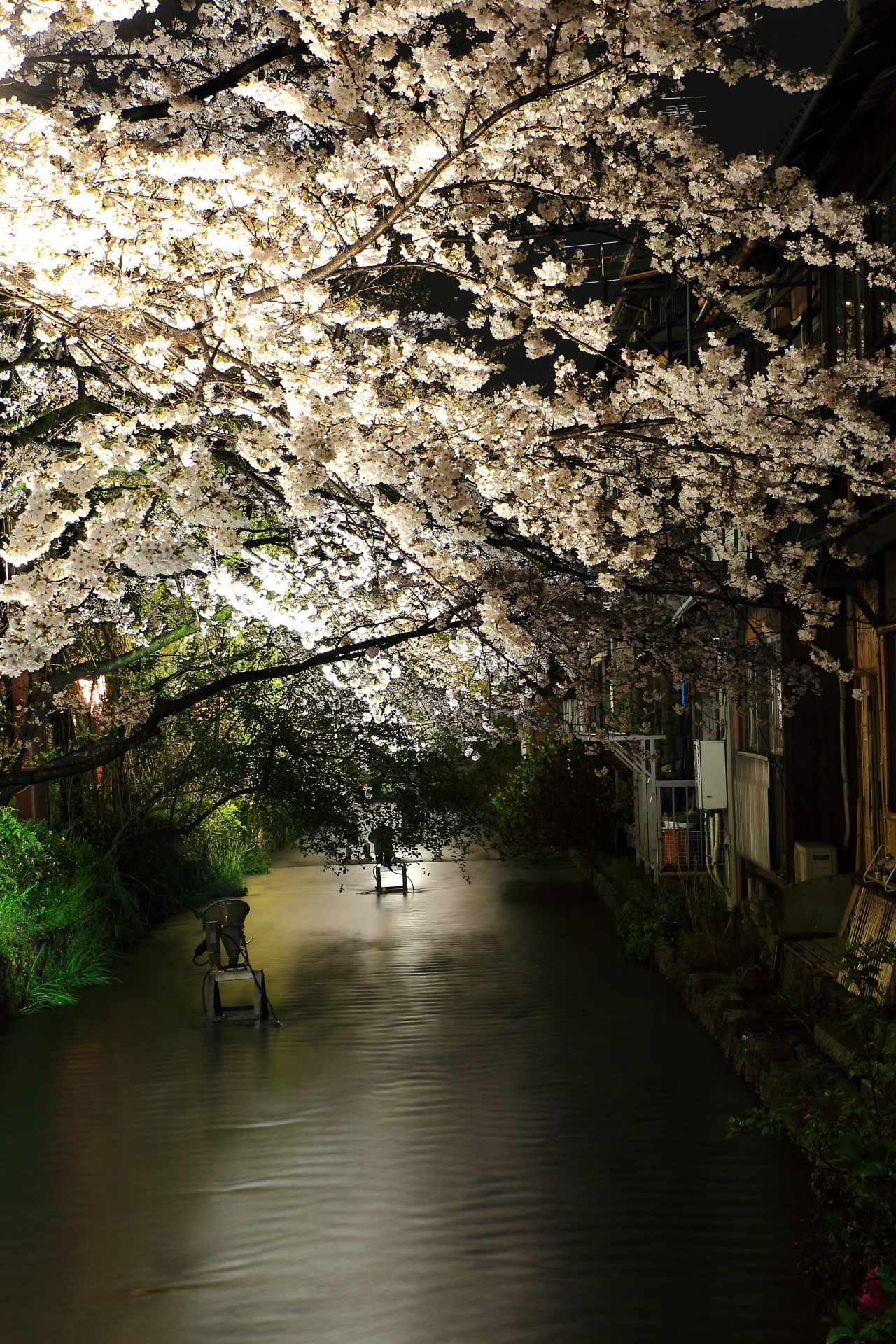 木屋町通と高瀬川の素晴らしい夜桜とライトアップ