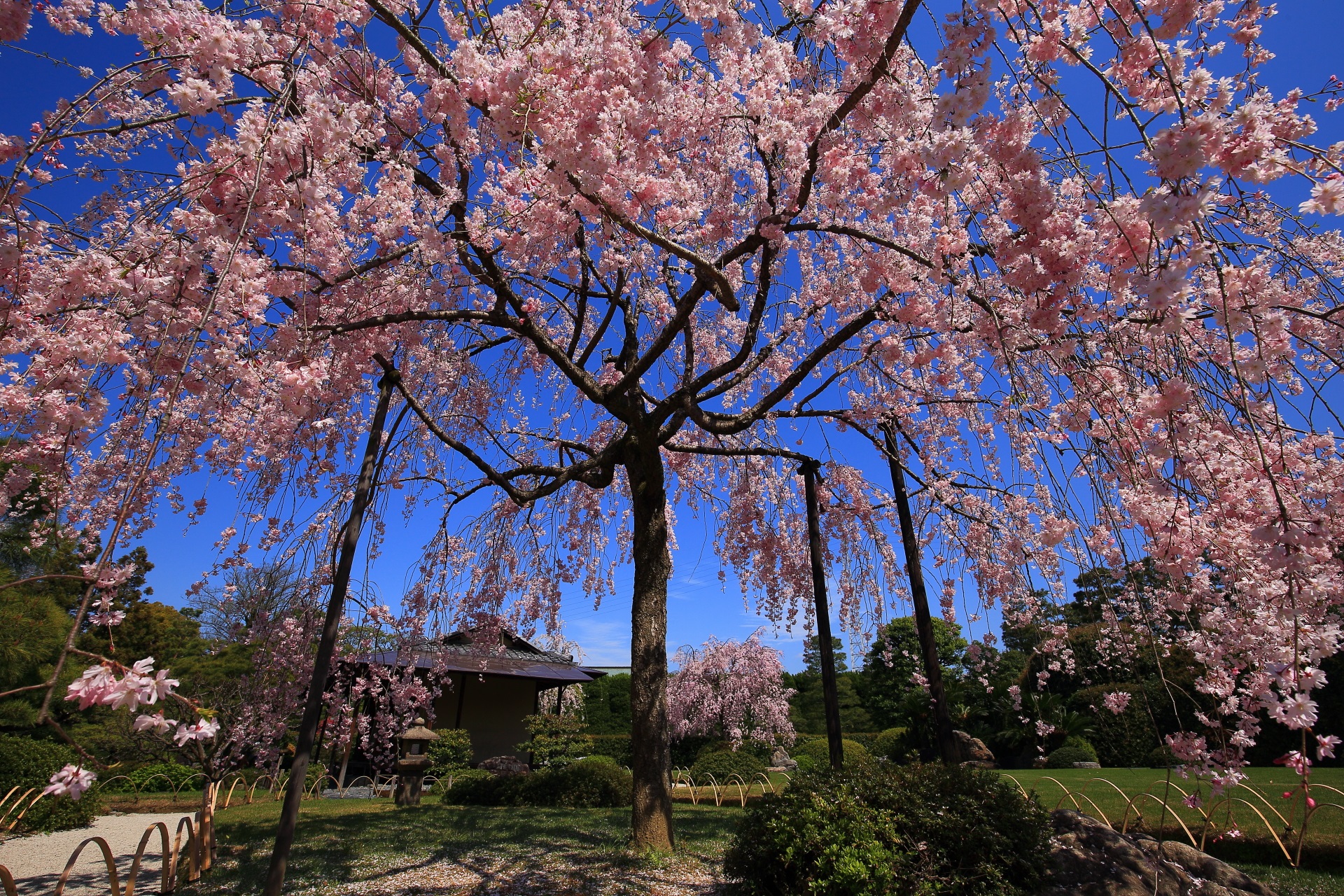 神苑「室町の庭」のしだれ桜