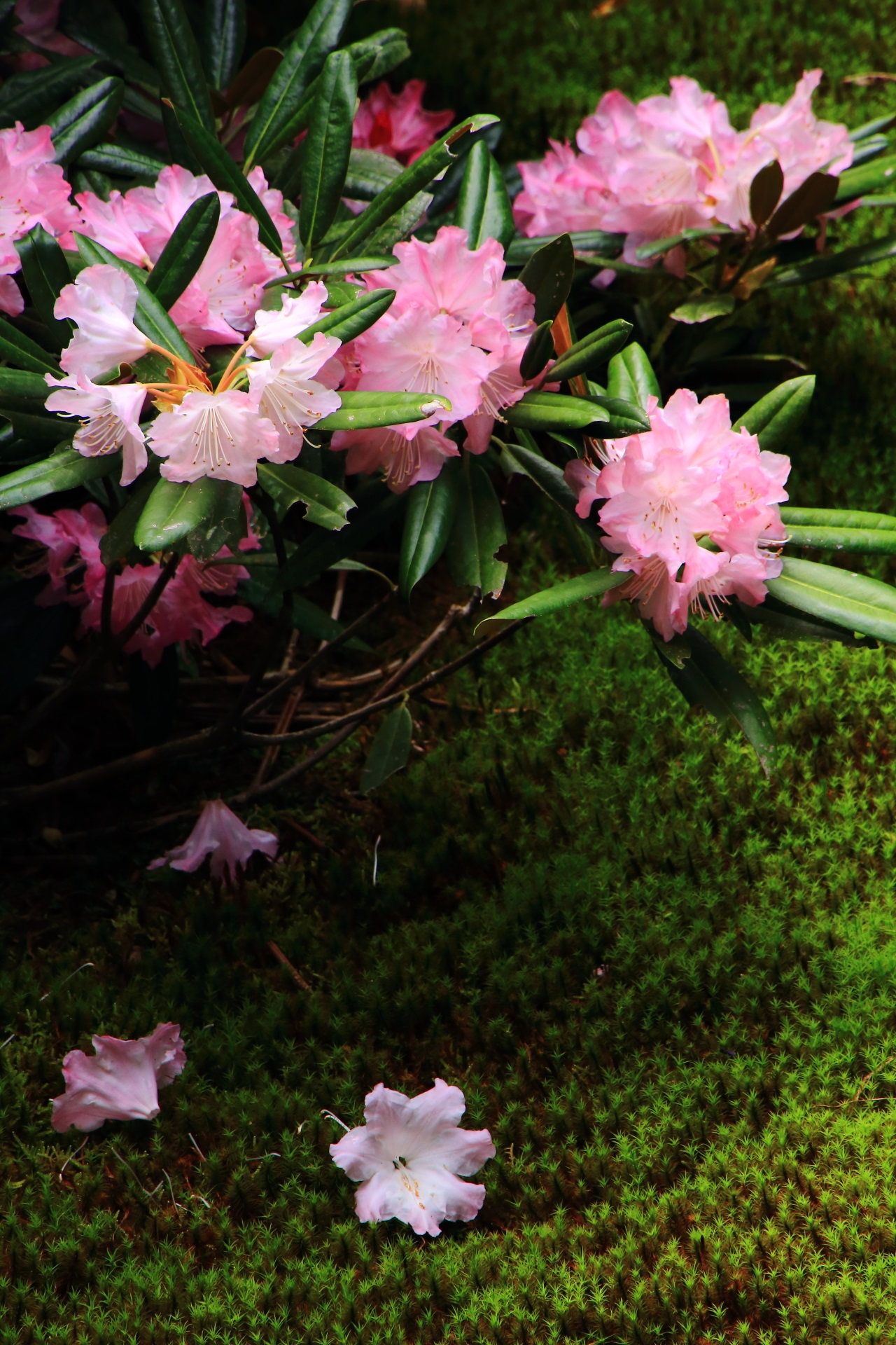 風情の中に華やかさがあるシャクナゲの花