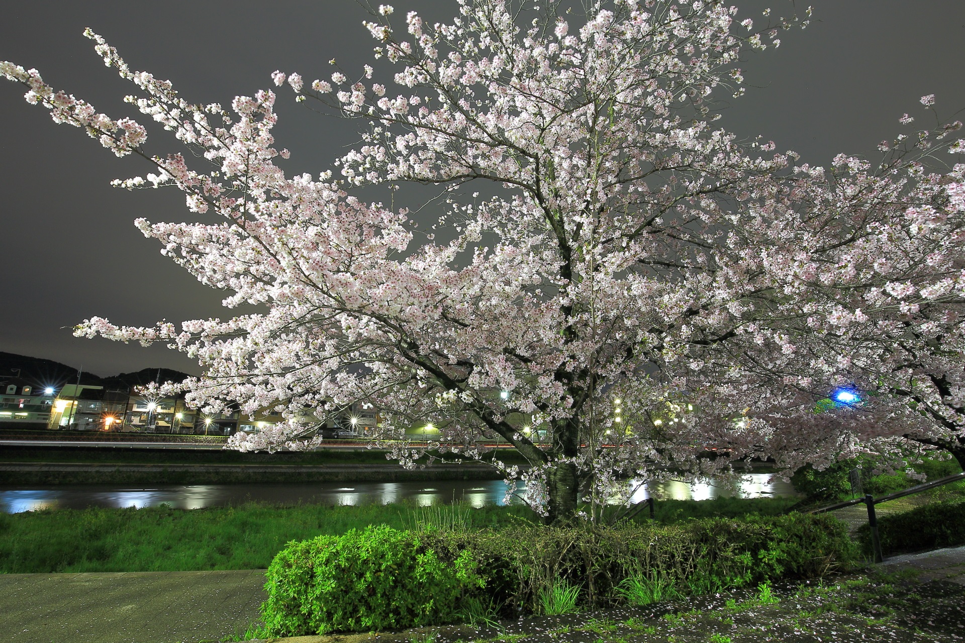 鴨川の満開の輝く夜桜