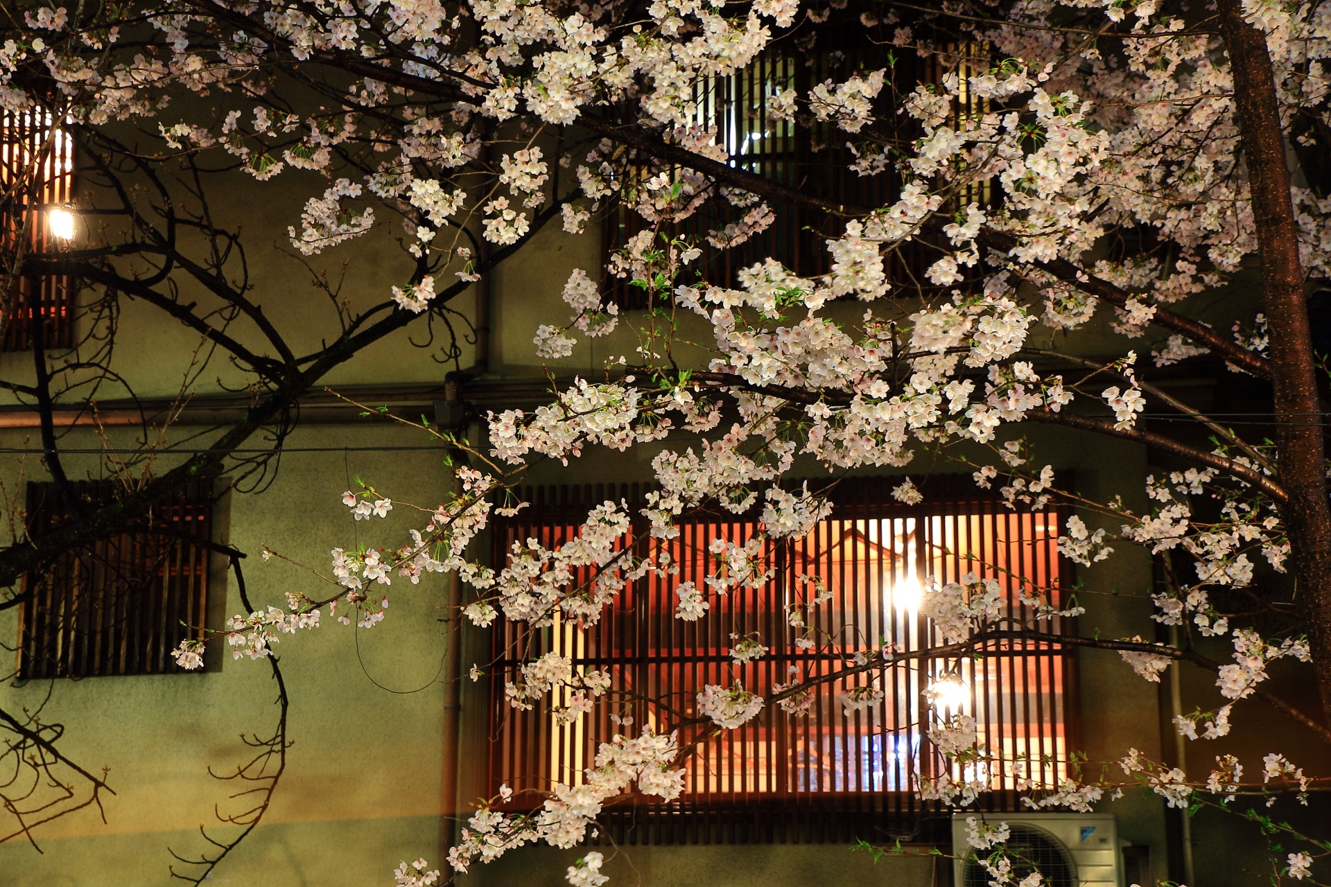 木屋町通の葱や平吉さん前の風情ある夜桜