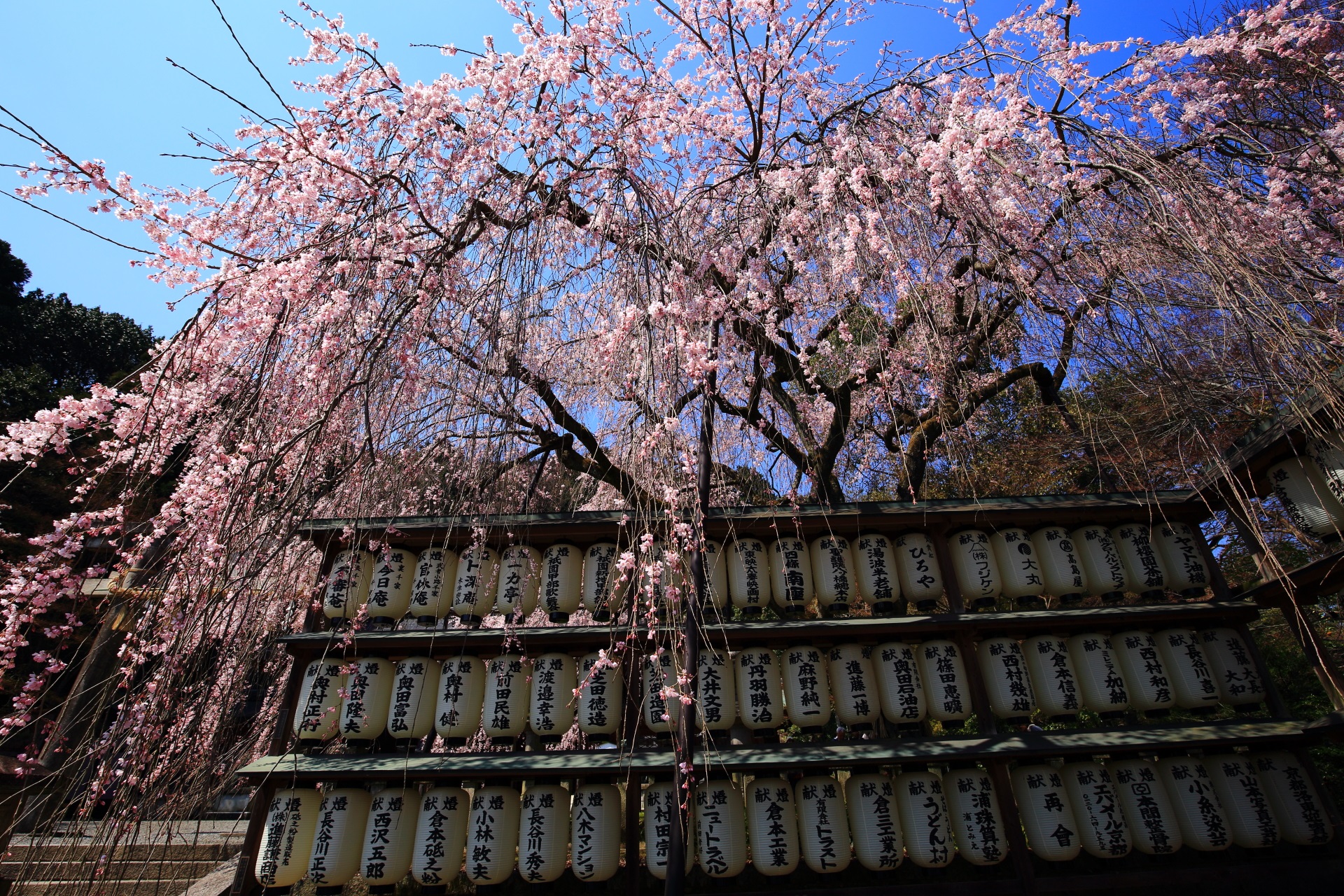 十分見ごろの大石神社のしだれ桜