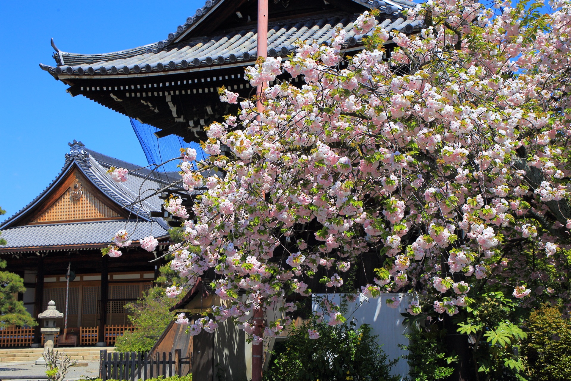 妙蓮寺（みょうれんじ）の鐘楼横の八重桜