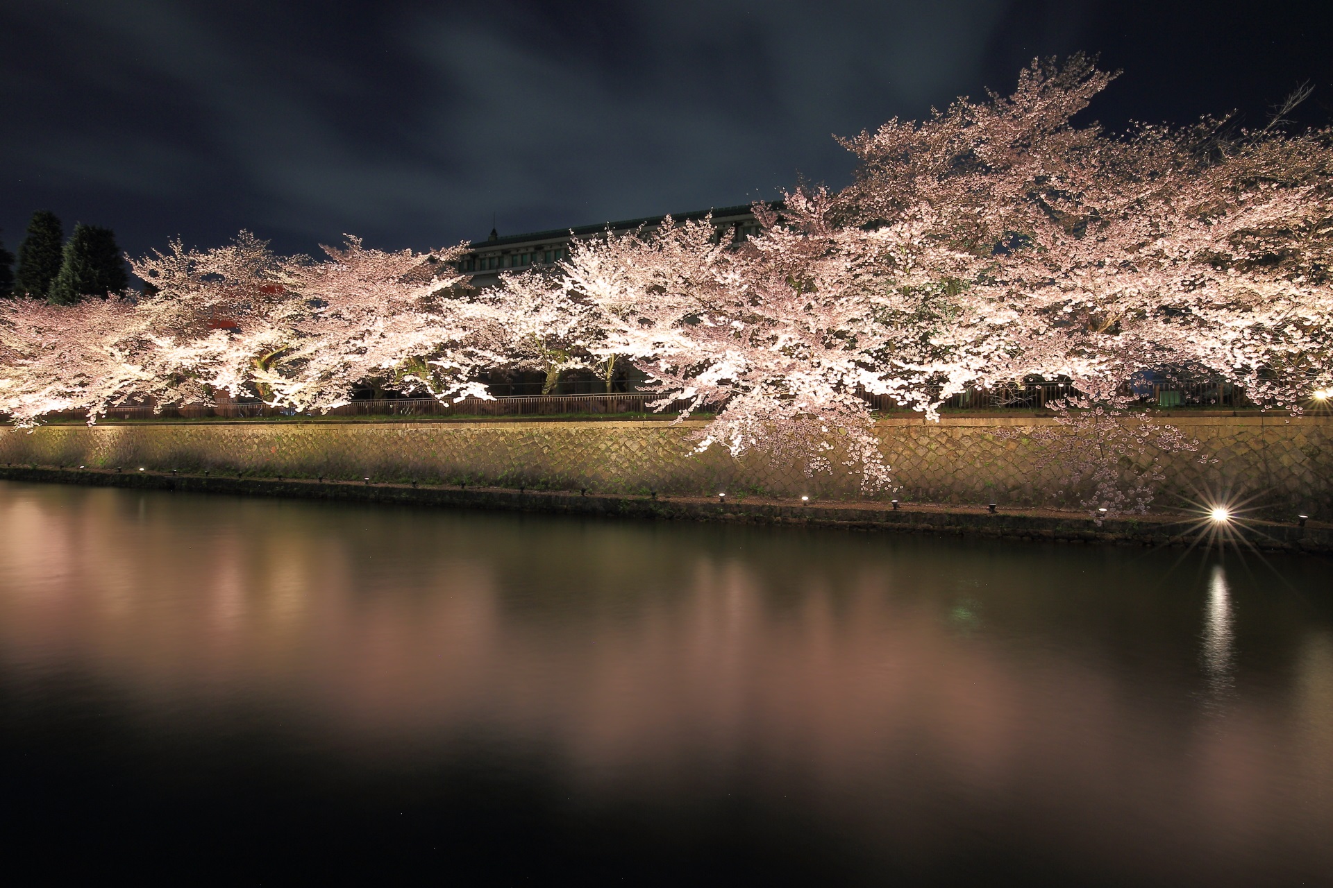 夜の帳（とばり）に浮かび上がるピンクの桜