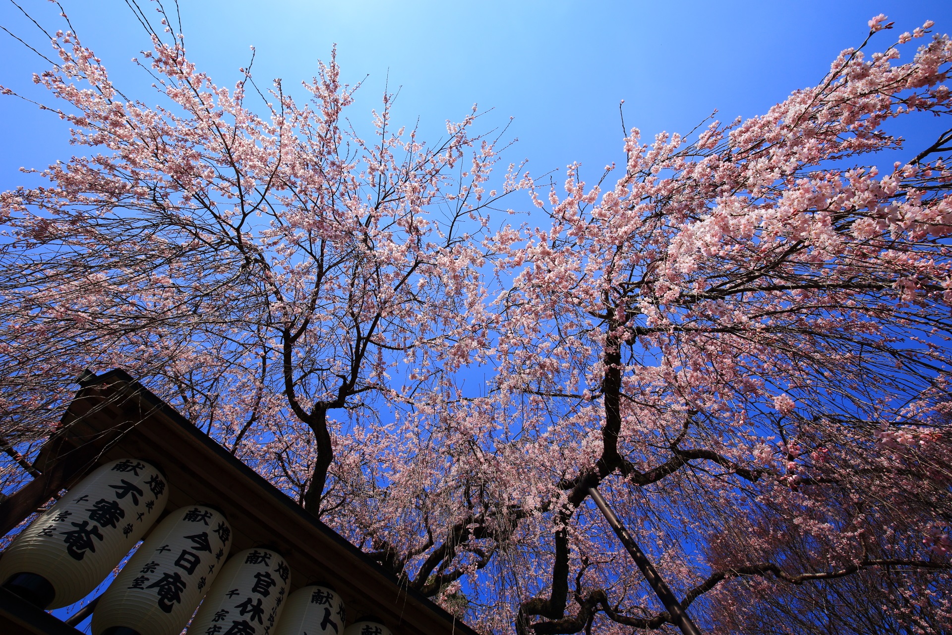 素晴らしい青空の下の華やかな桜