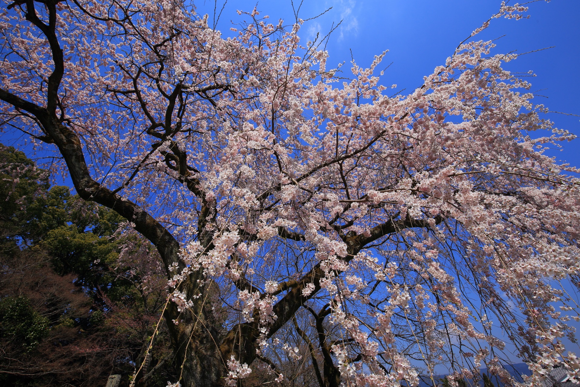 岩屋寺の空を覆う立派な桜