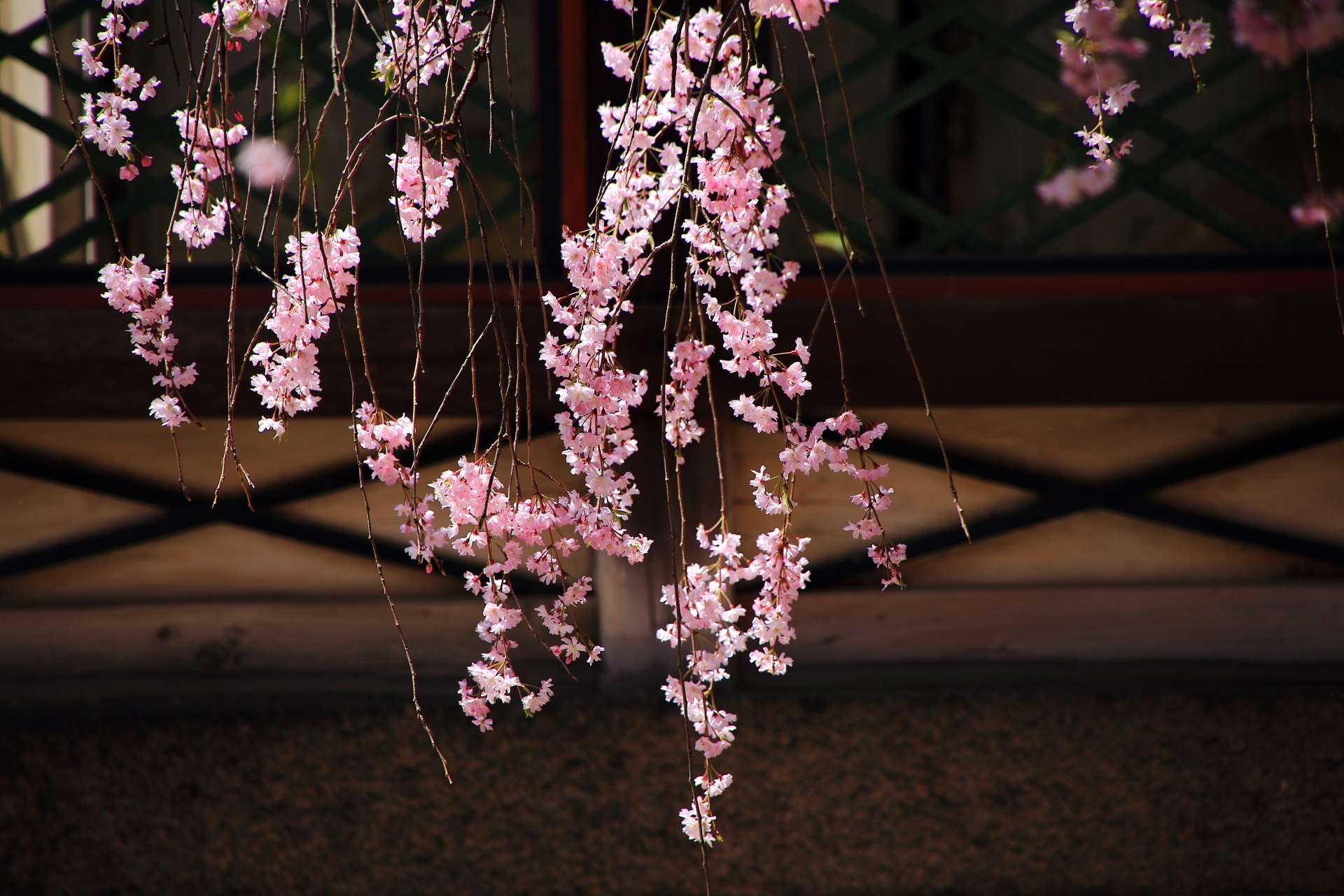 御香宮神社の順番に見ごろをむかえる多種多様な桜