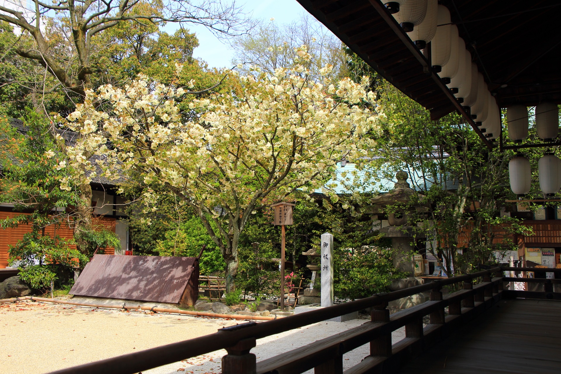 白峯神宮の見事な黄桜と春の情景