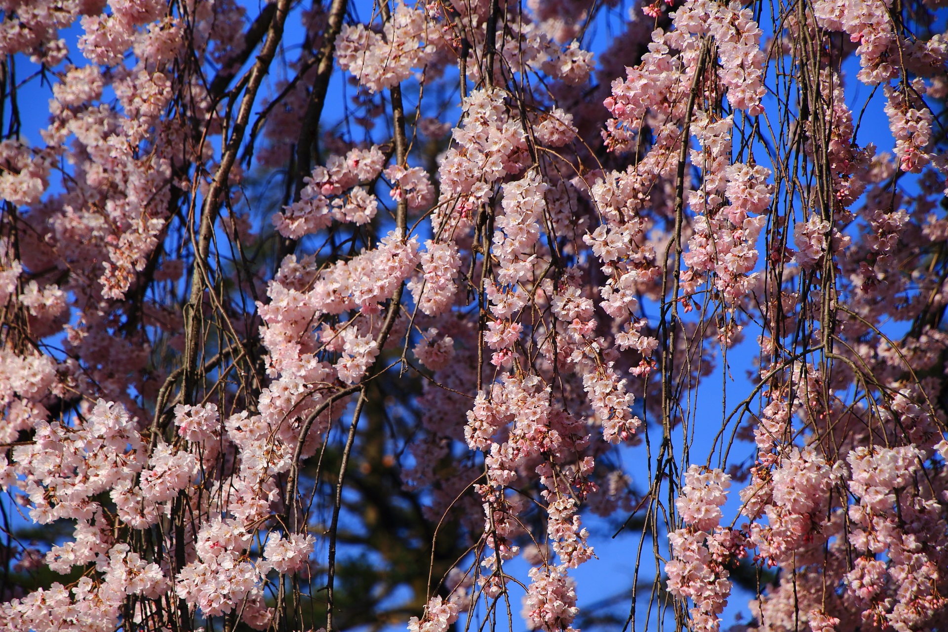 満開で淡いピンクの花が溢れるしだれ桜